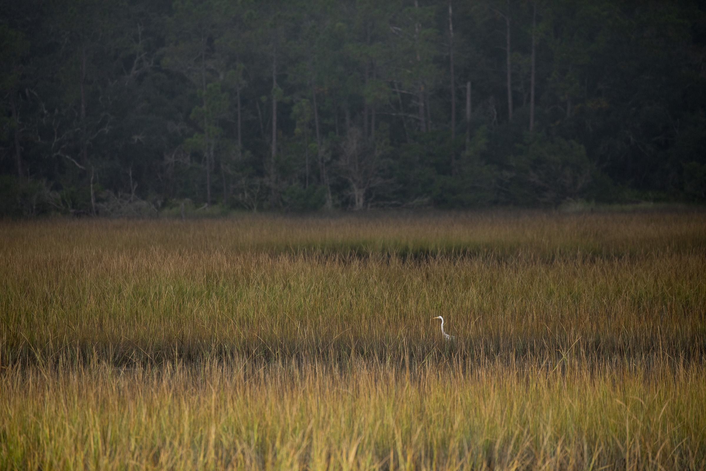 A heron slinks through a wetland area along the US Atlantic coastline. Photograph by Mac Stone