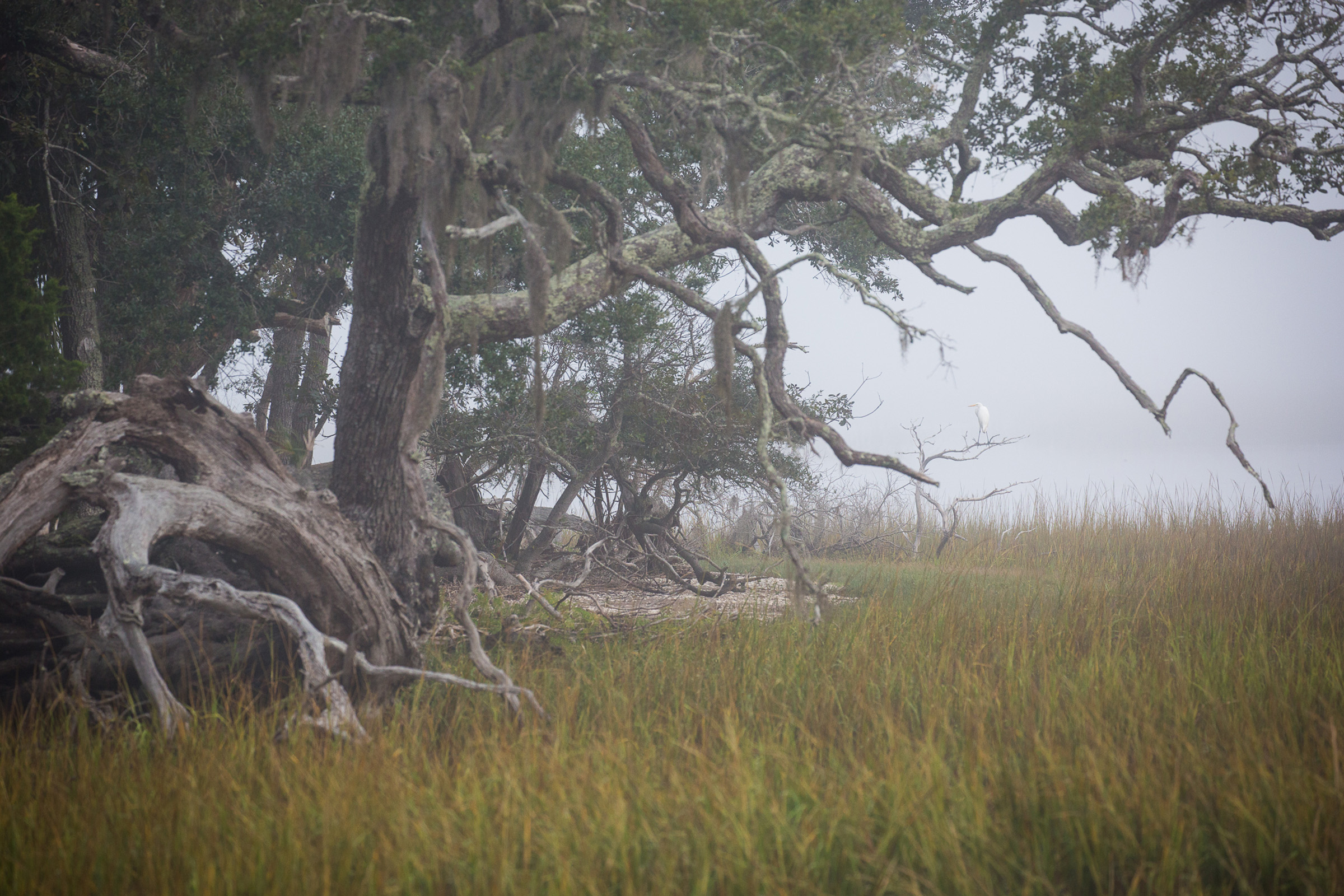 At dawn and dusk, many wetland areas become a cacophony of bird calls. Photograph by Mac Stone