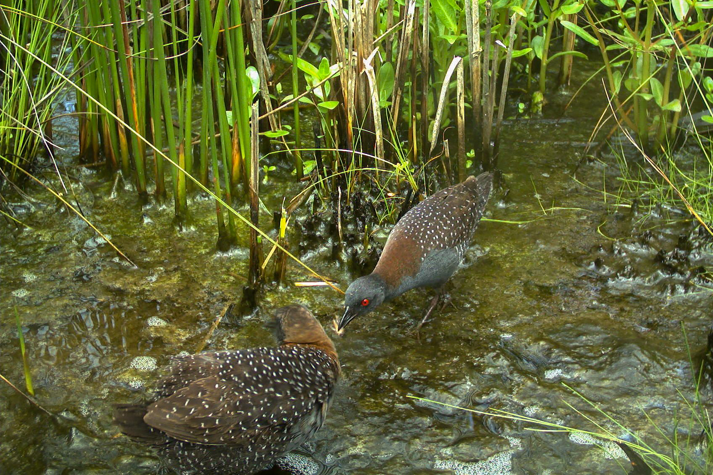 A male eastern black rail offers an insect to a female during courtship. Photograph by Christy Hand, South Carolina Dept. of Natural Resources, taken under SCDNR research permit BB-20-06
