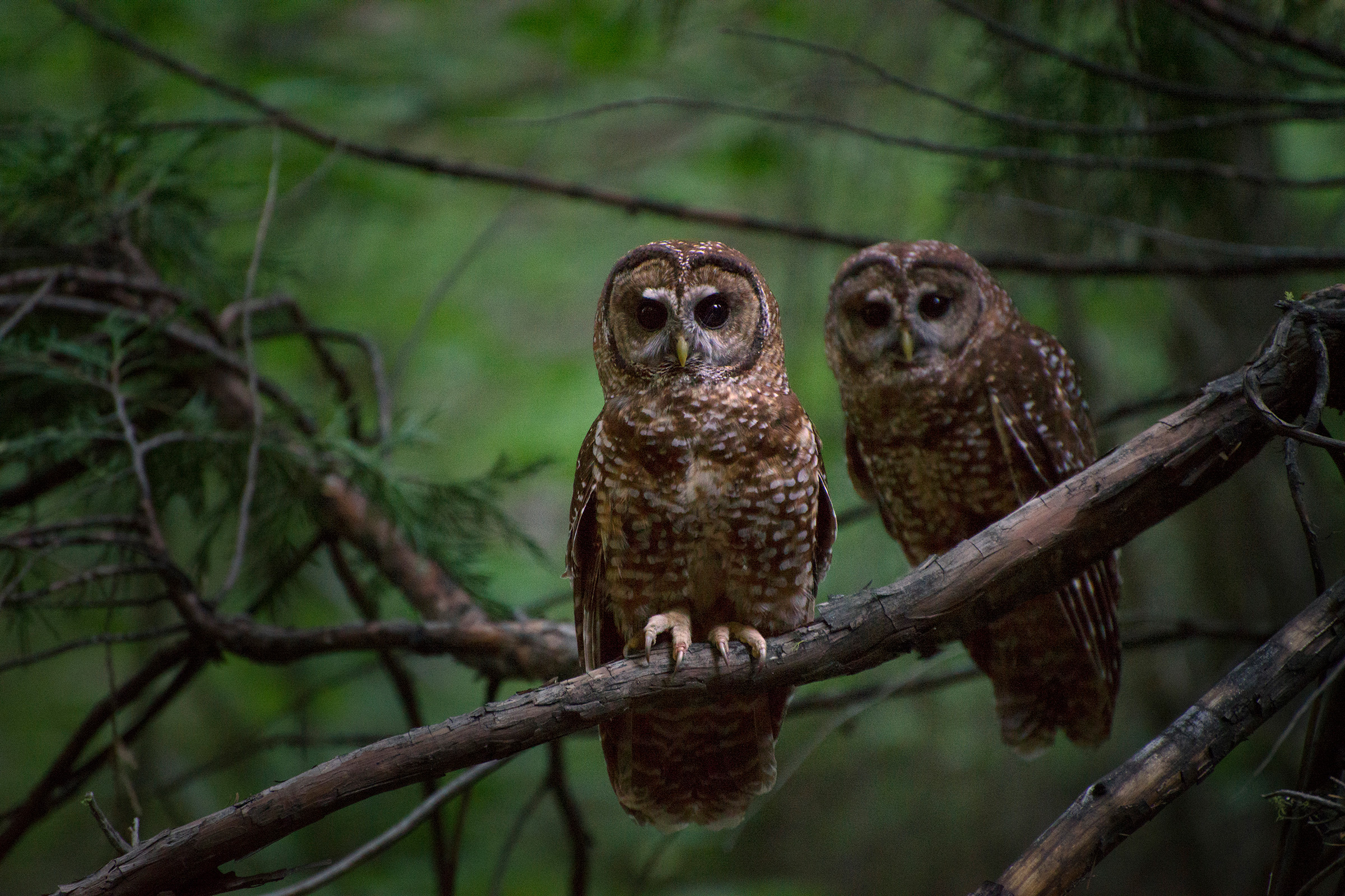 Two spotted owls perched on a tree in a Northern California forest. Photograph by Danny Hofstadter