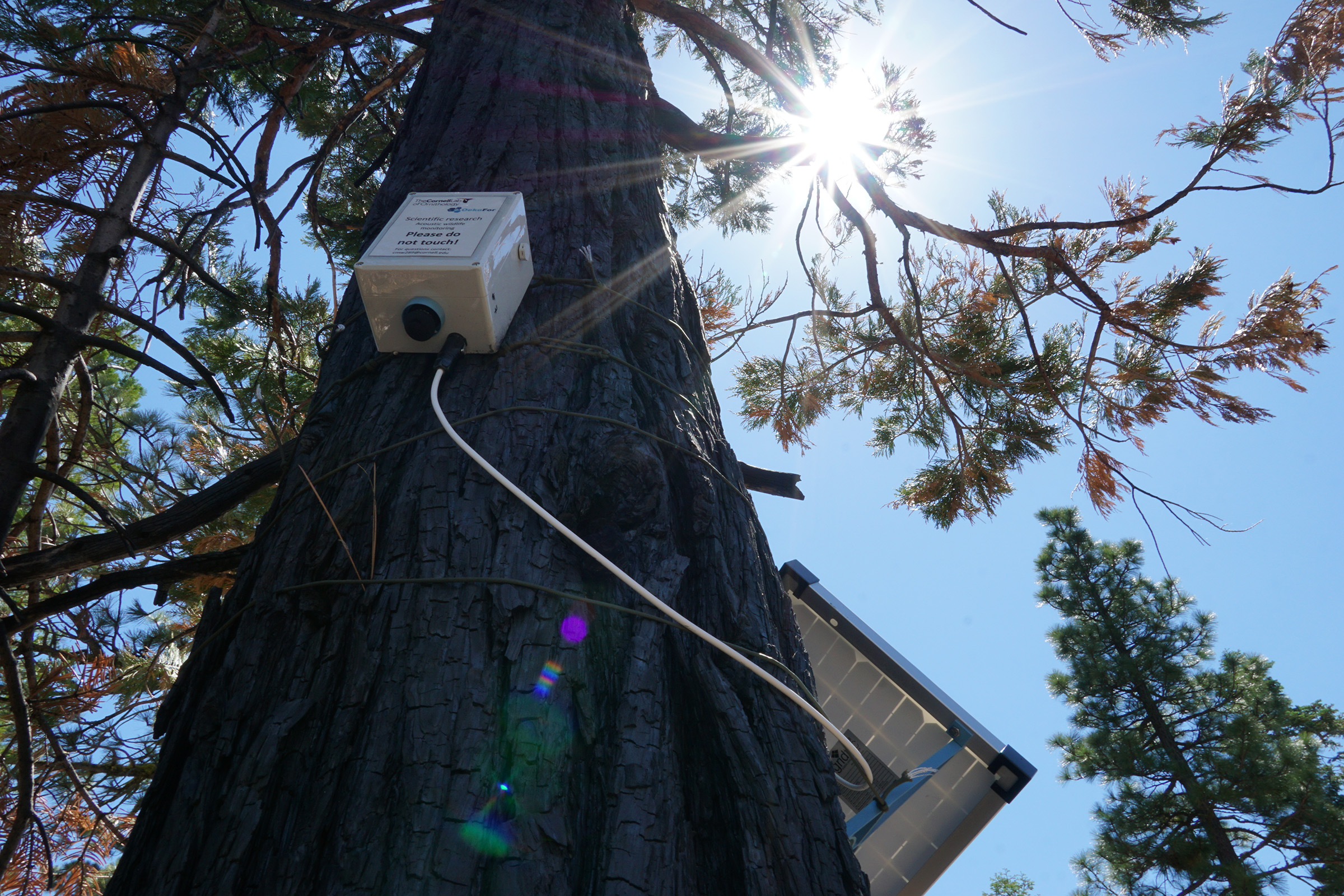 A solar-powered autonomous recording unit (ARU) strapped to a tree where it will record the dawn and dusk chorus for weeks. Photograph by Connor Wood, Cornell Lab