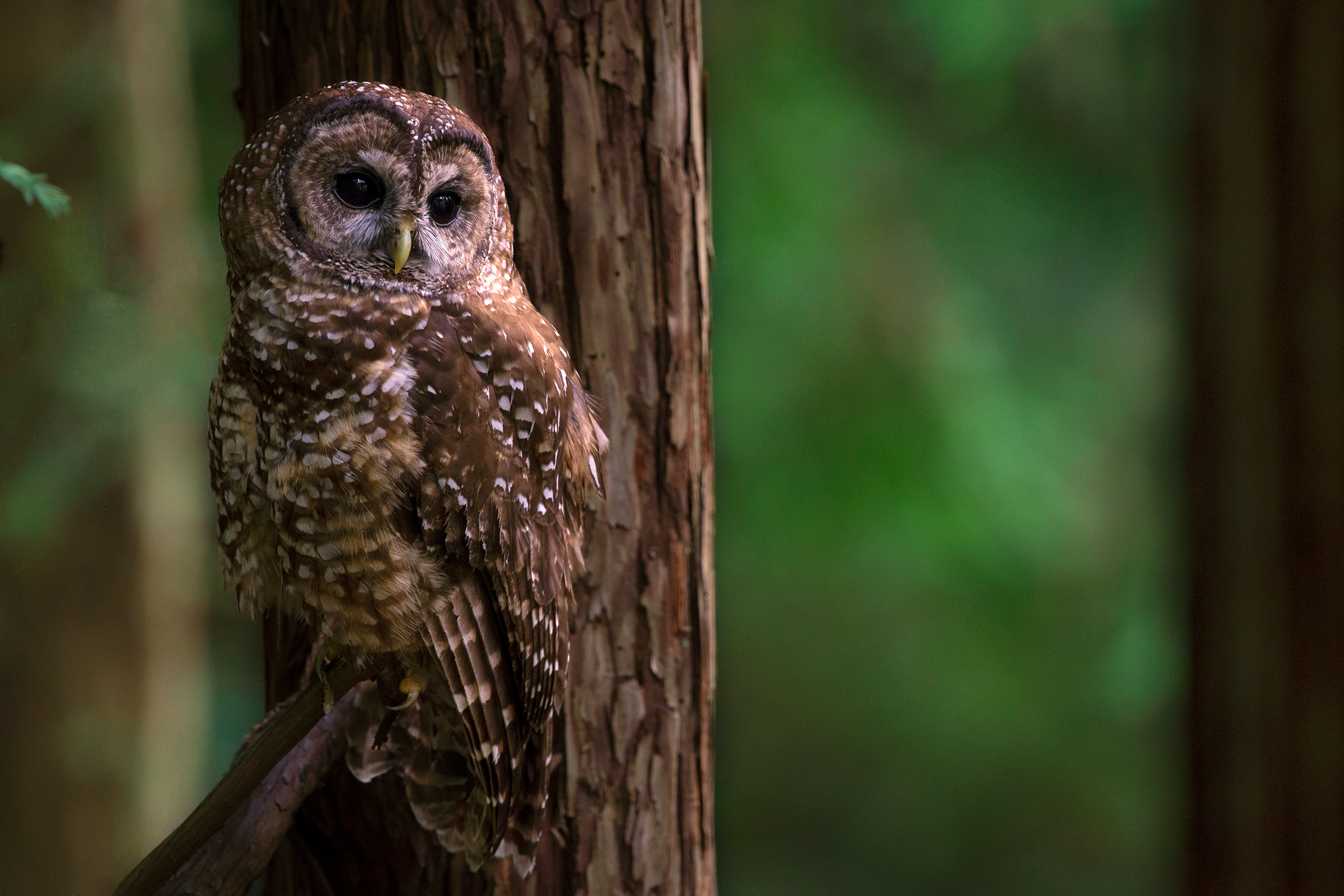 Spotted owls, such as the one seen here, face a number of threats but perhaps none are as pressing as the encroachment of invasive barred owls. Photograph by Danny Hofstadter