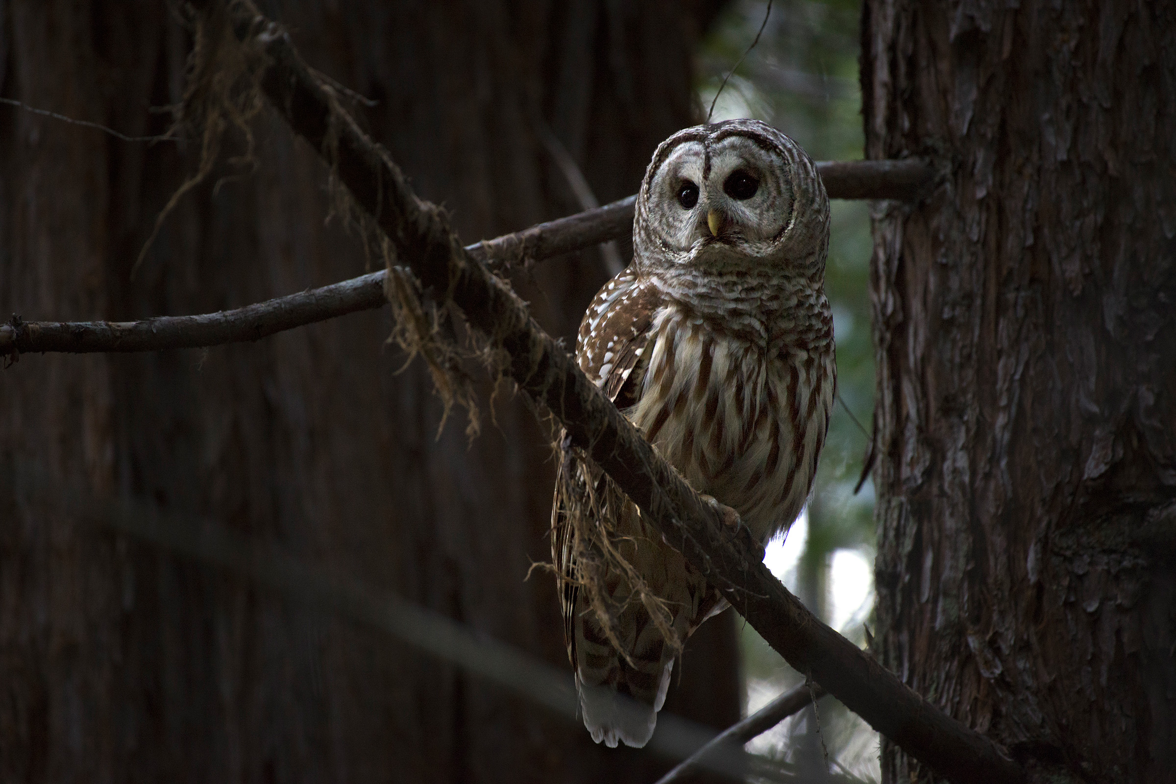 Due to being larger and more aggressive, barred owls, such as the one shown here, often outcompete spotted owls where their ranges overlap. Photograph by Danny Hofstadter
