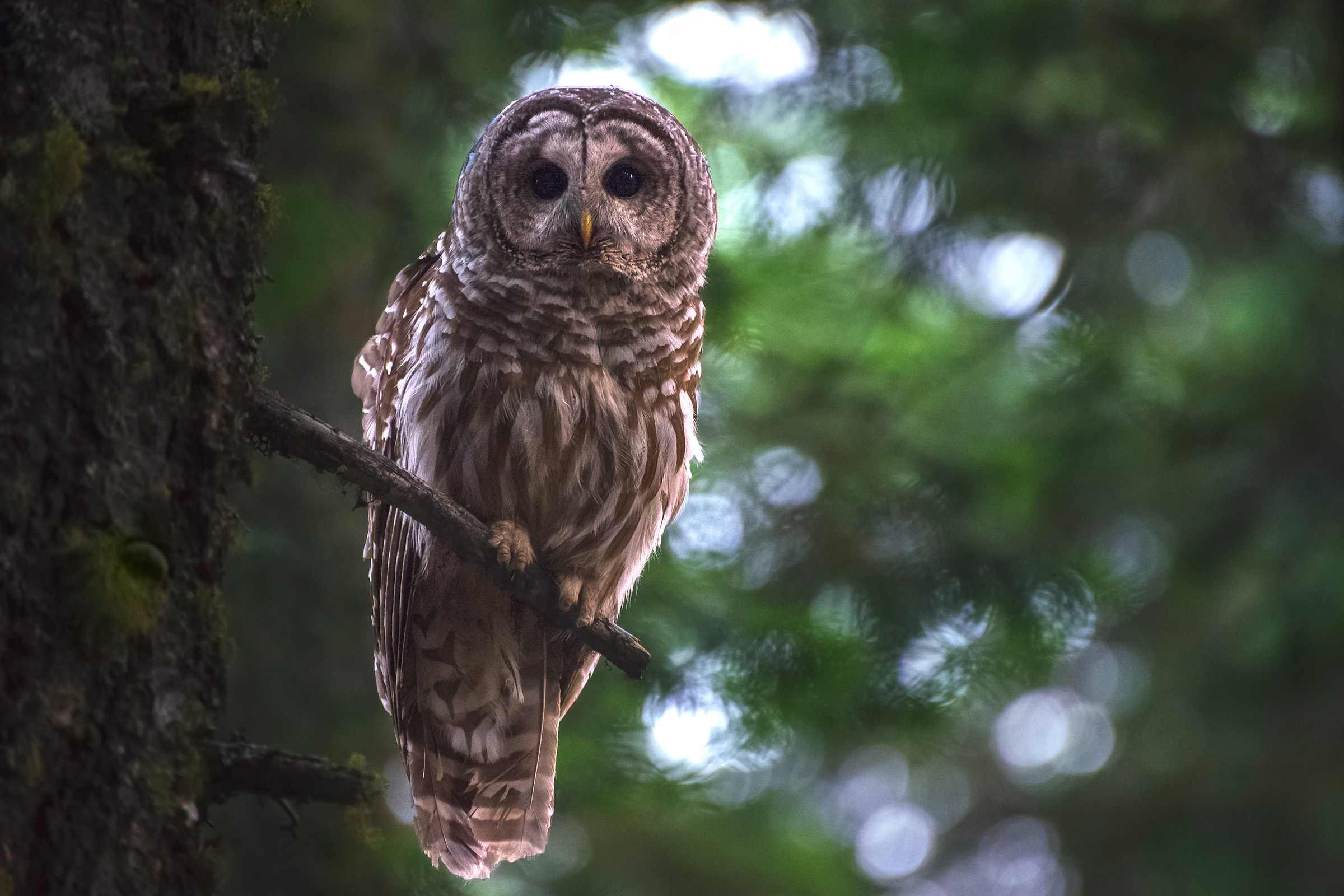 Efforts to remove invasive barred owls, seen here, have proven to be an effective way of safeguarding spotted owls in their home range. Photograph by Danny Hofstadter