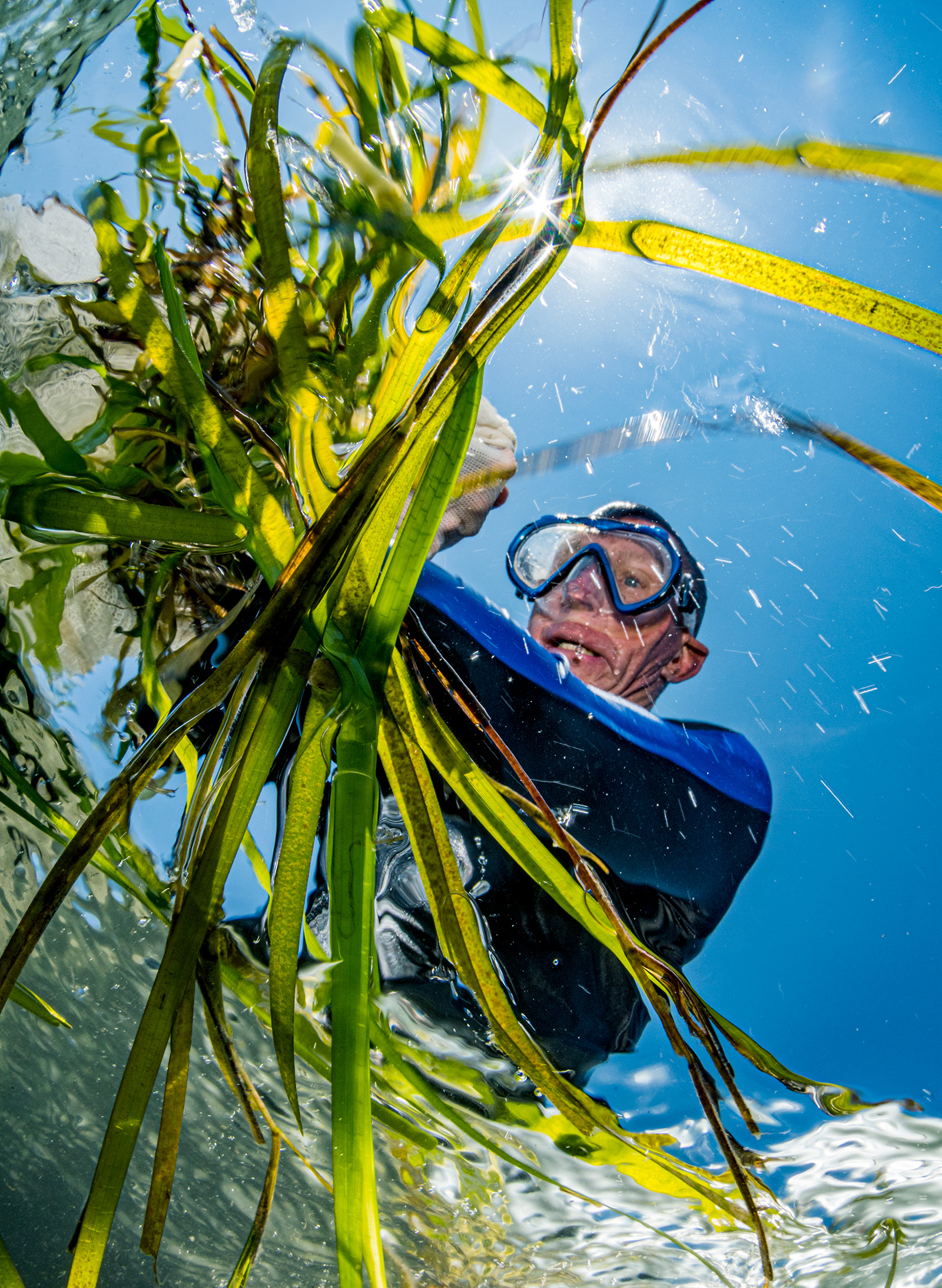 A volunteer with The Nature Conservancy grabs a handful of seagrass flowering shoots containing seeds. The seeds will be used to contribute to the world's largest seagrass restoration project off the coast of Virginia.