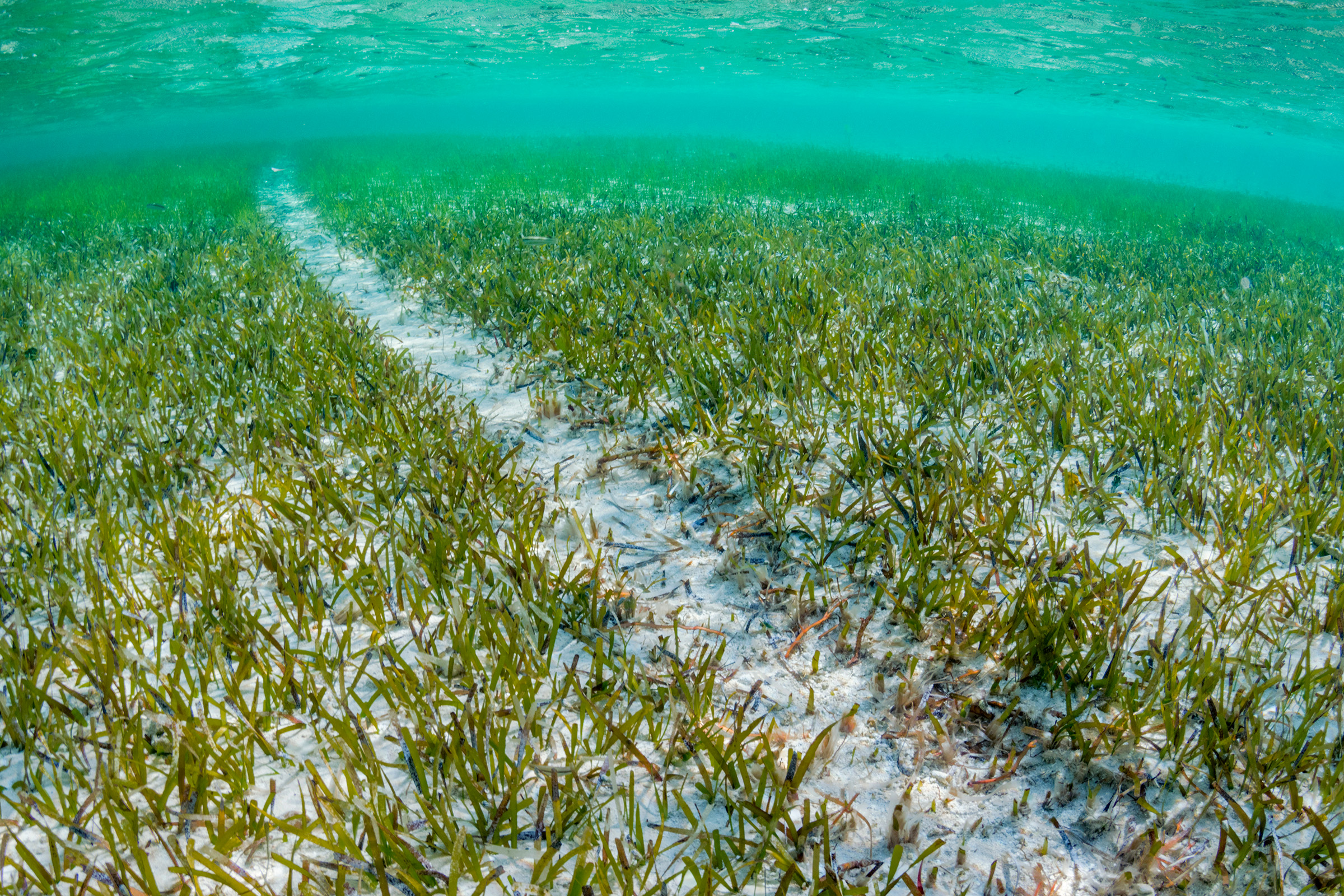 Propeller scars are caused by boats going into water that is too shallow for their propellers. A minor scar can heal quickly, but a deep scar that tears up the roots can erode into major divisions of the habitat.
