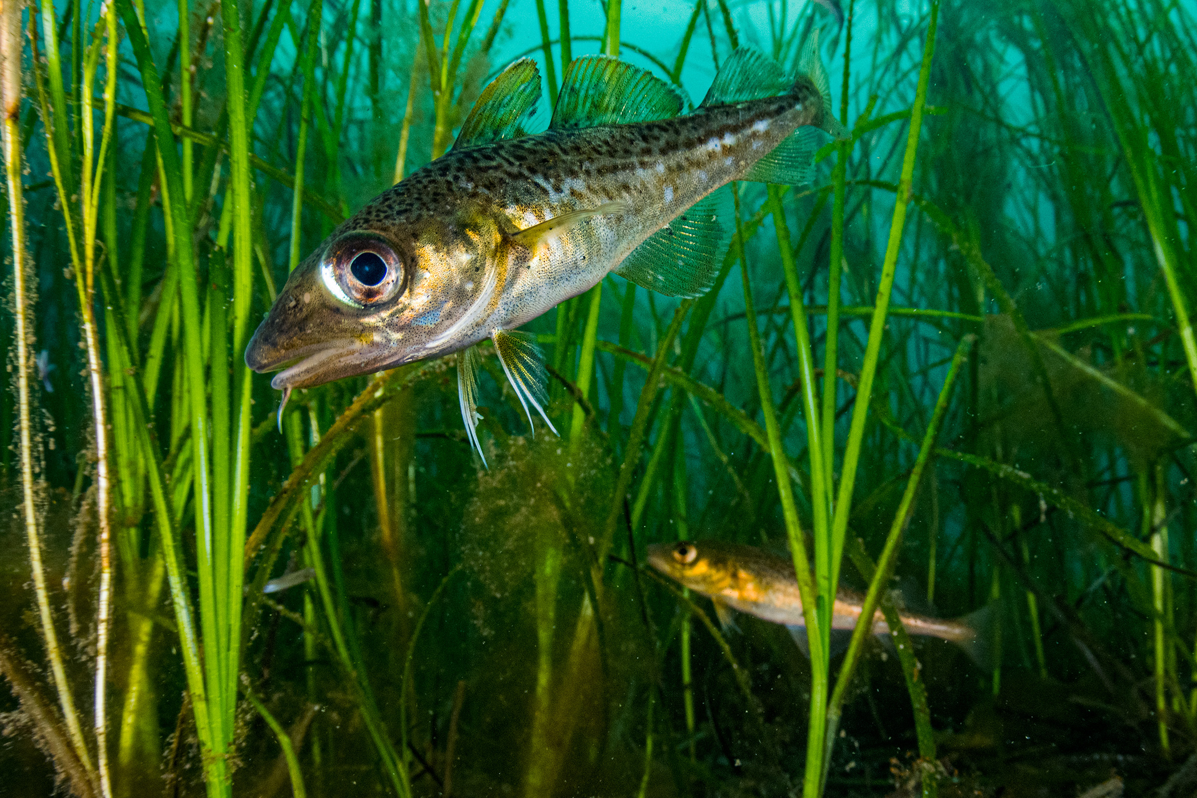 Atlantic cod swim through a seagrass meadow off the coast of Newfoundland, Canada. Cod and many other heavily fished species use seagrass as a nursery.