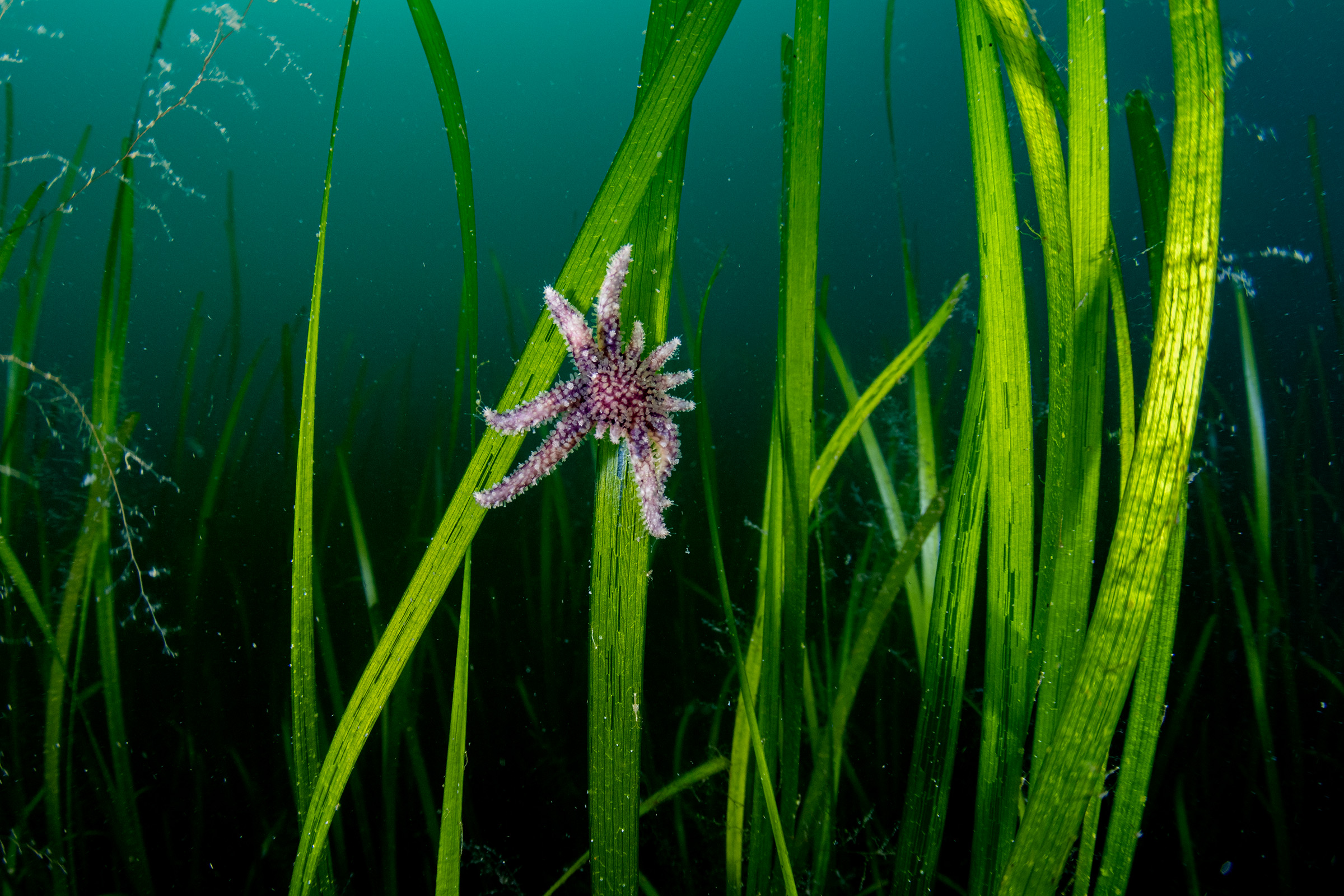 A critically endangered sunflower sea star juvenile feeding on algae growing on eelgrass in Prince William Sound, Alaska.