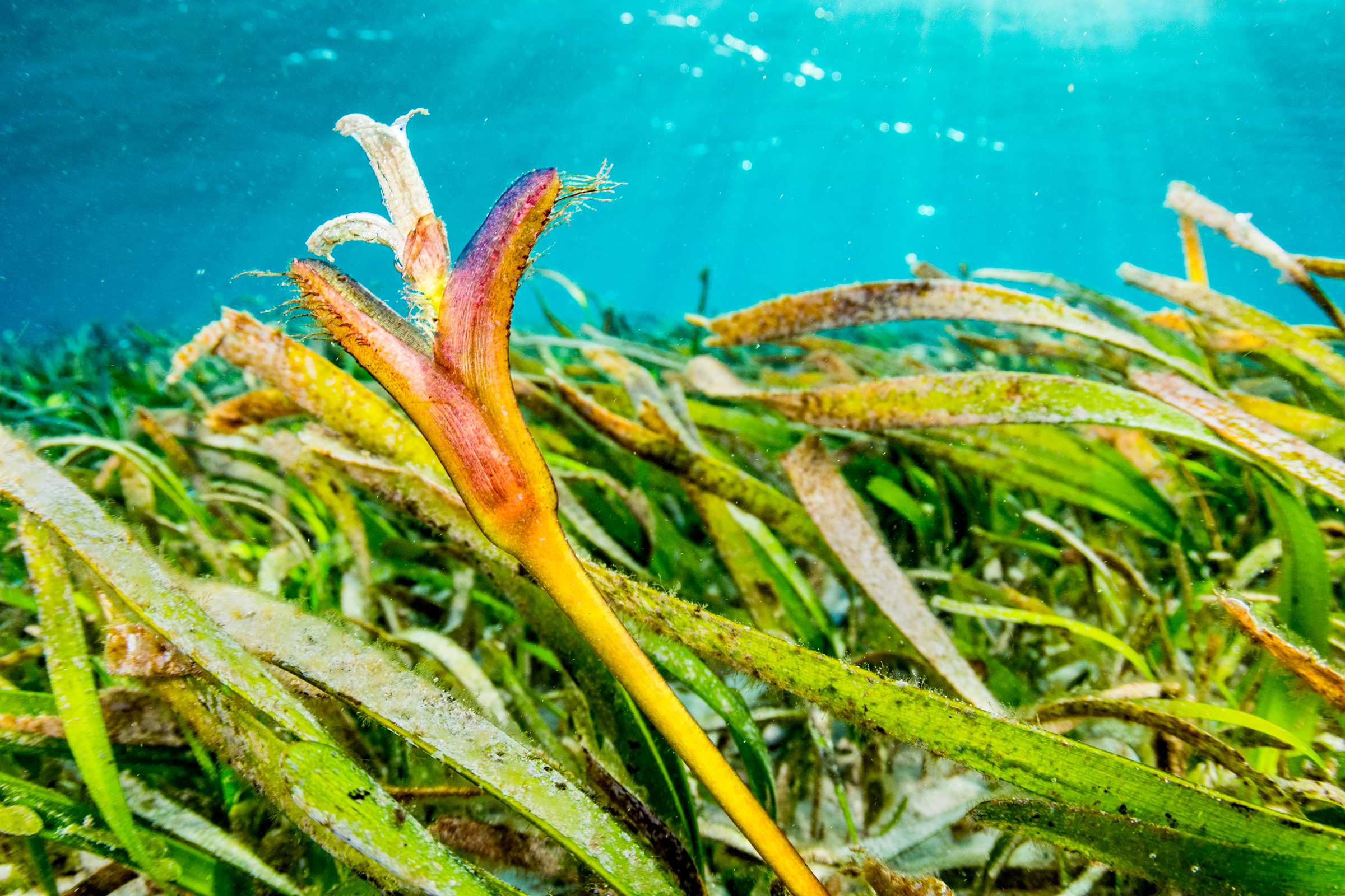 Seagrasses are flowering plants that returned to the sea after evolving on land. This is a seagrass flower from a meadow in Indonesia.