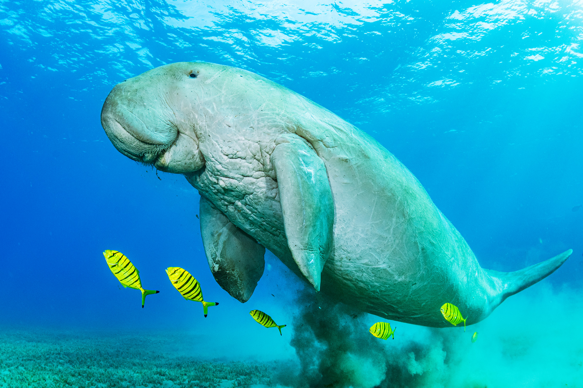 Dugongs, like this one in Egypt, are vulnerable marine mammals that feed exclusively on seagrass. One of the largest threats to the species is declining seagrass habitat.