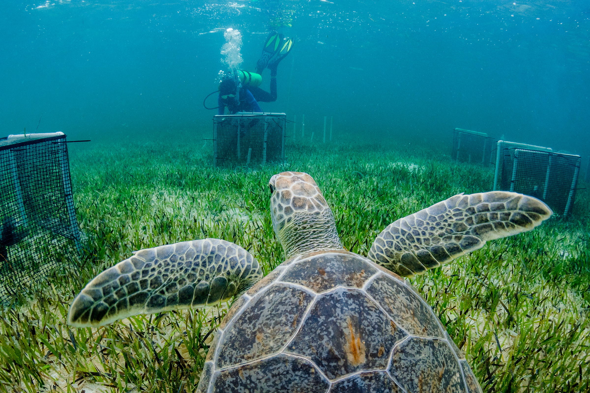 A green sea turtle happens upon a seagrass researcher in The Bahamas. The goal of the research is to understand the effects of grazing on seagrass by animals like turtles, parrot fish, and manatees.