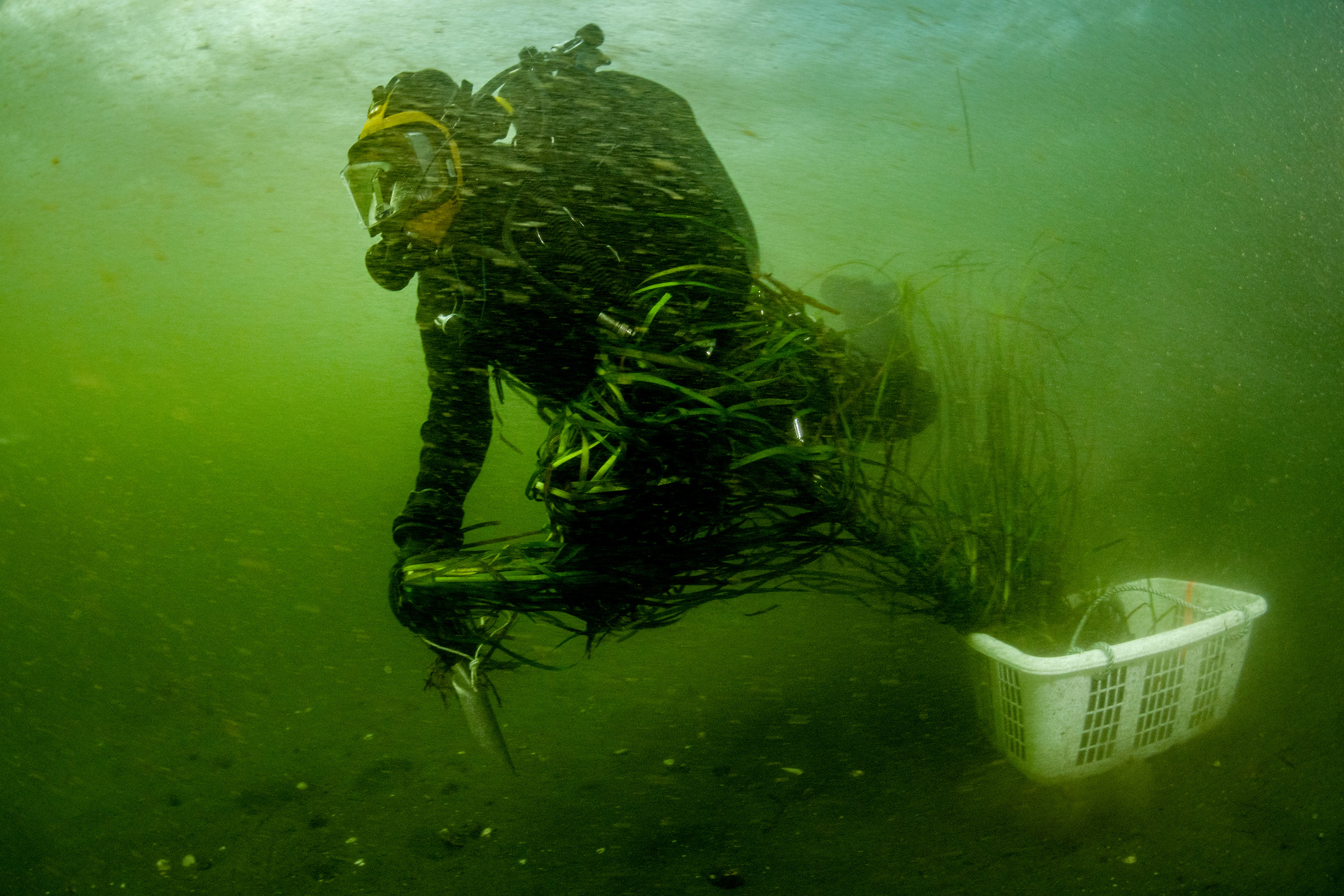 Viki Kolatkova, a doctoral student and commercial diver with the SeaChange Society, swims off with bunches of eelgrass in preparation for planting as part of an effort to restore historical seagrass meadows off Vancouver Island, Canada.