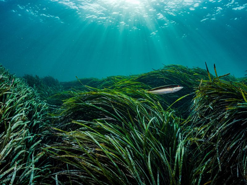A Mediterranean rainbow wrasse shelters in Neptune seagrass, which is likely the oldest living organism on Earth. A single patch of seagrass found in the Mediterranean Sea off Spain is estimated to be between 80,000 and 200,000 years old.