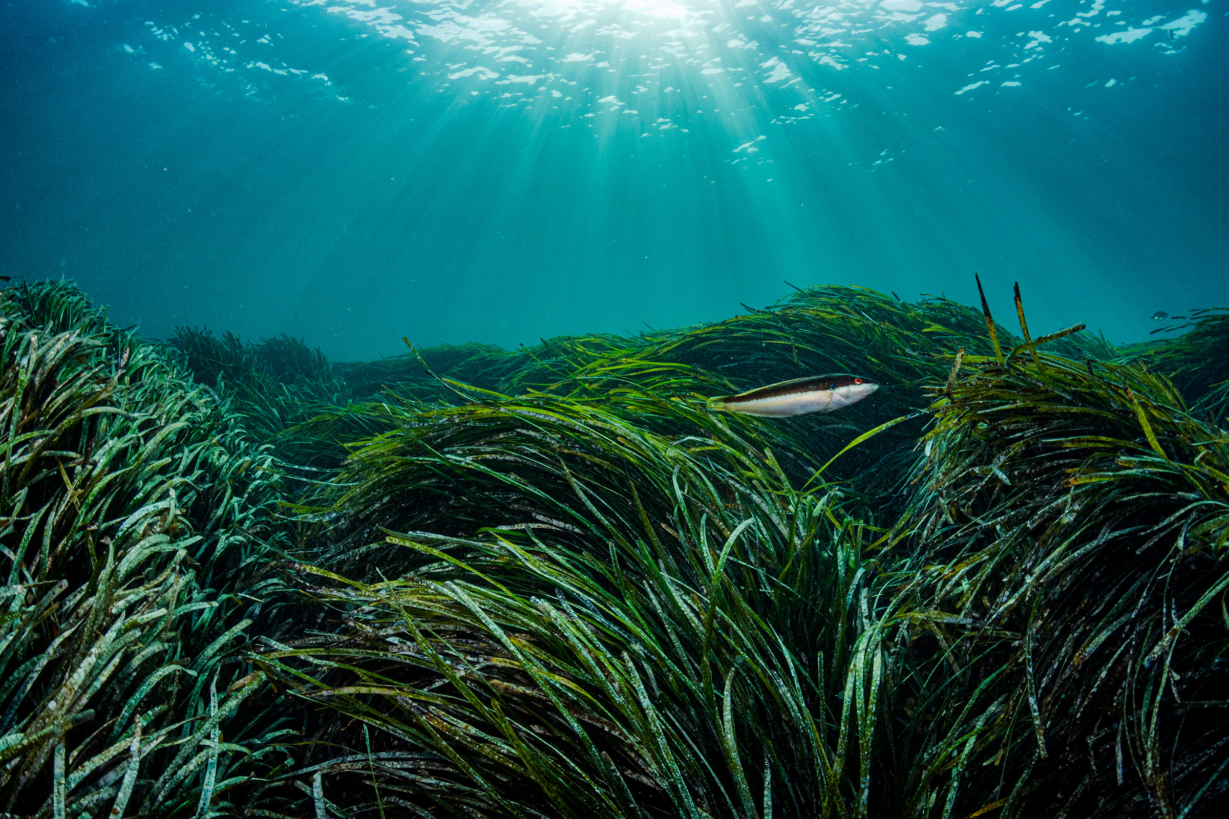 A Mediterranean rainbow wrasse shelters in Neptune seagrass, which is likely the oldest living organism on Earth. A single patch of seagrass found in the Mediterranean Sea off Spain is estimated to be between 80,000 and 200,000 years old.