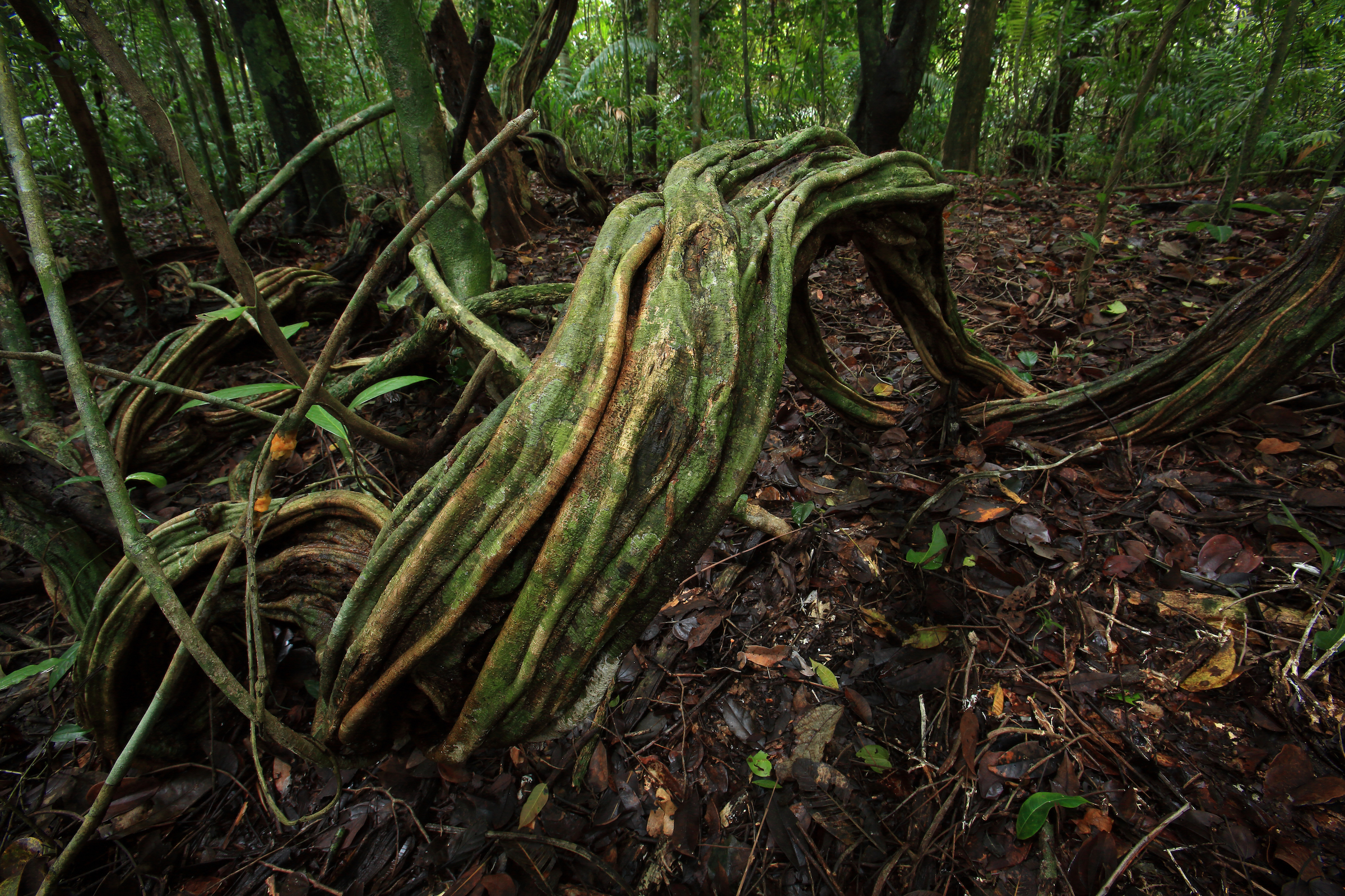 Lianas are coiling, woody vines that evolved to climb trees and other vertical structures in search of direct sunlight. These “structural parasites” are found in tropical forests around the world.