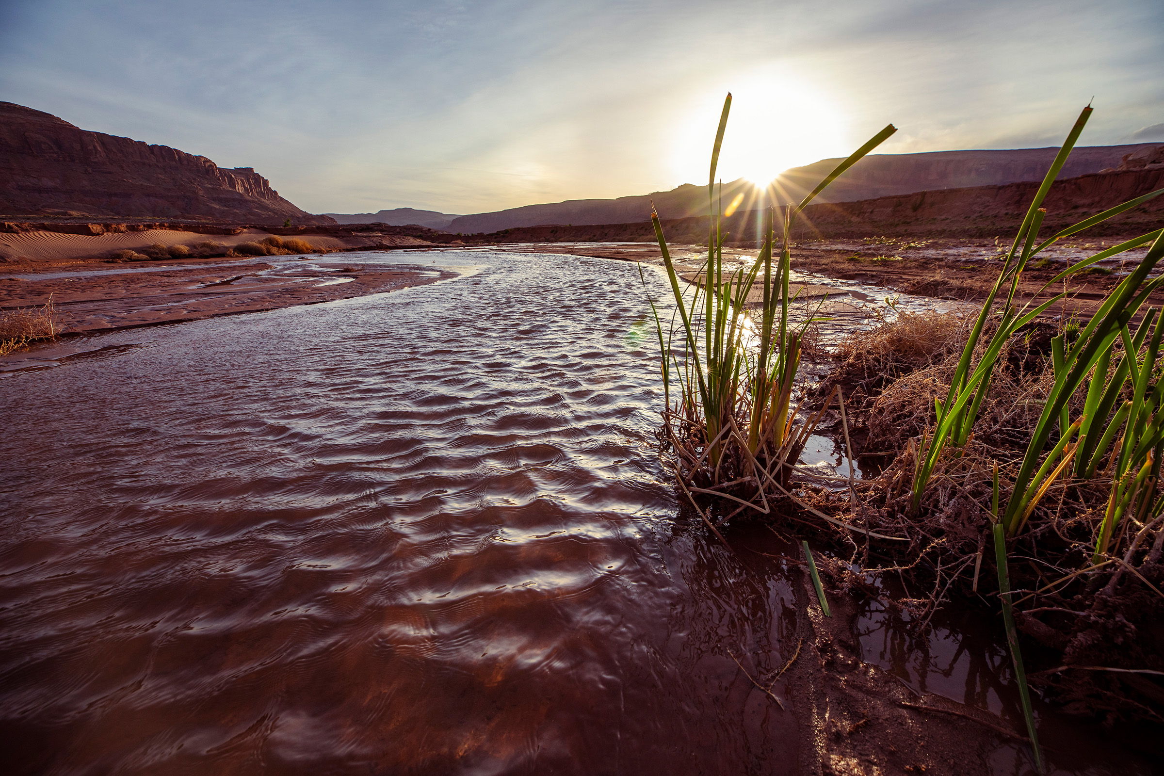 After being inundated by Lake Powell for decades, fresh, spring-fed water finds its way out of Red Canyon through the silt flats, giving plants a foothold from which to recover.