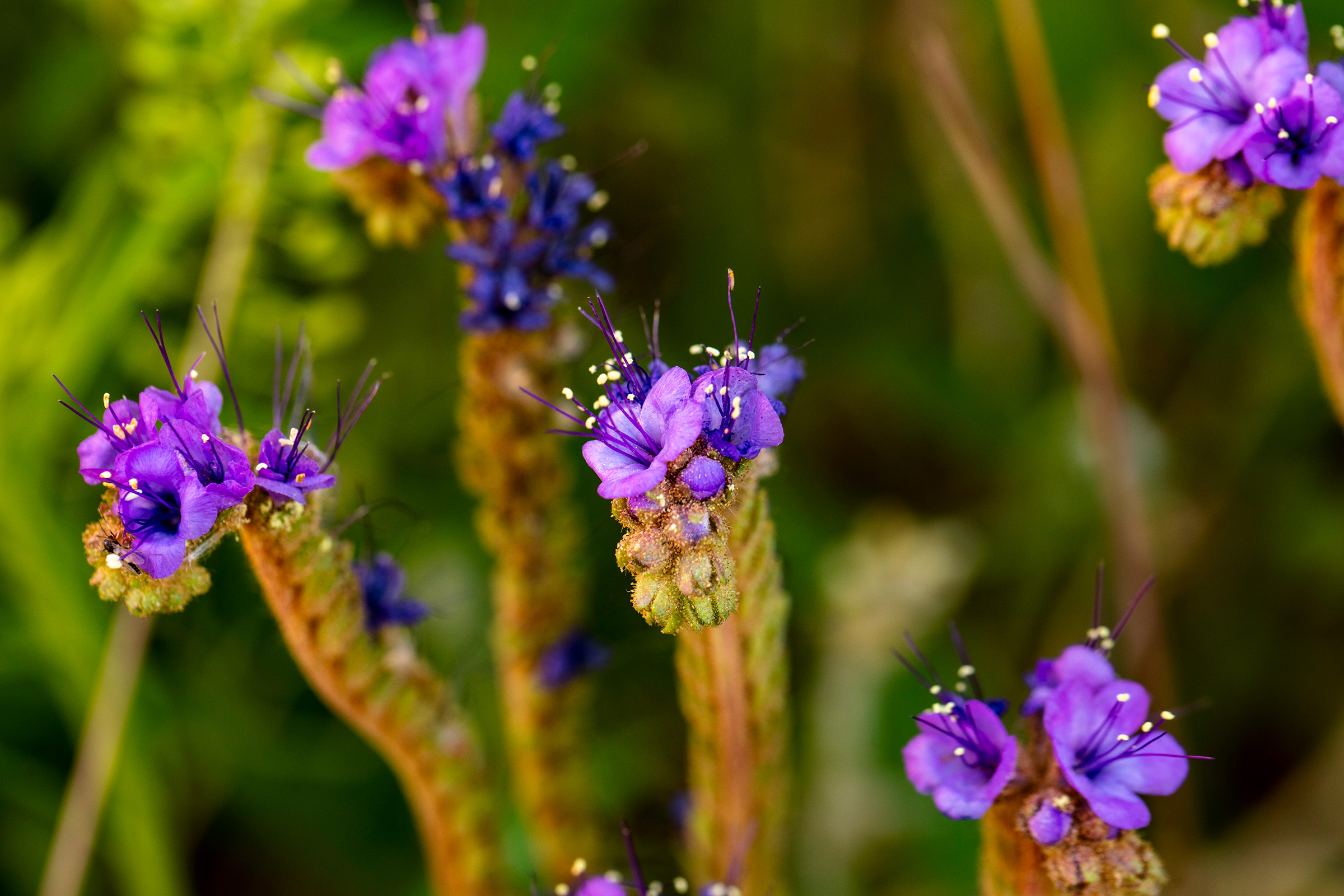 Flowers blooming in a previously flooded area of Moqui Canyon.