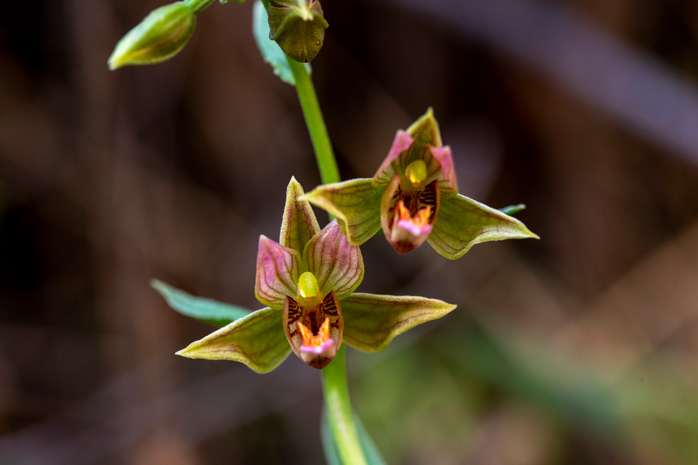 A stream orchid, a vulnerable species, thrives among other native plants along a seep in a sandstone wall.
