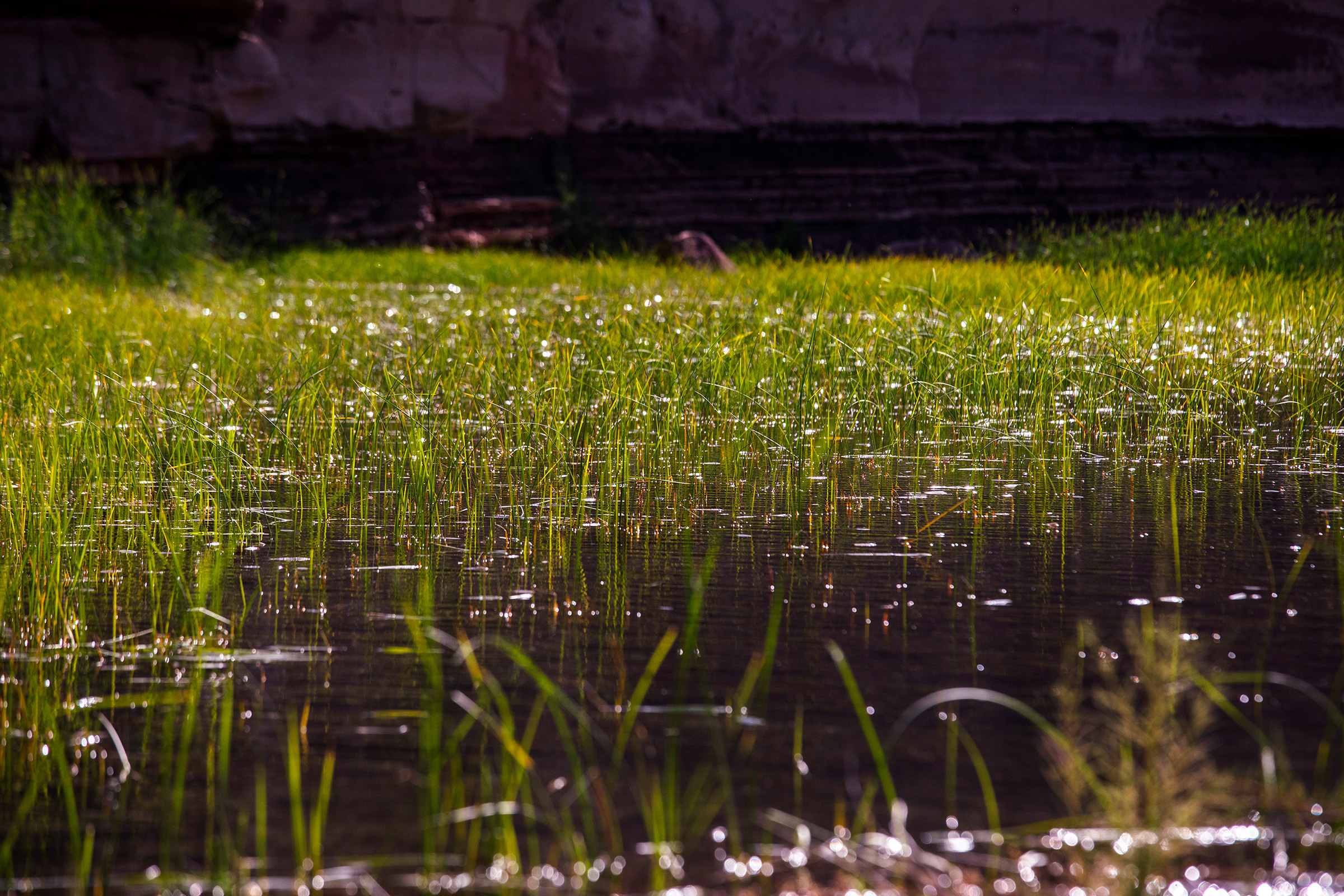 A teeming riparian ecosystem in lower Red Canyon remerges after decades of submersion. Here, rushes and sedge spring to life from a large beaver pond.
