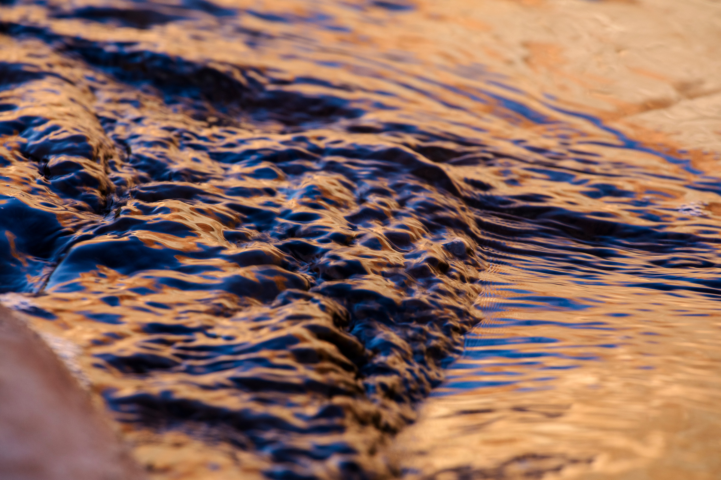 Clean, spring-fed water sustains life in the delicate yet resilient riparian ecosystems of Glen Canyon.