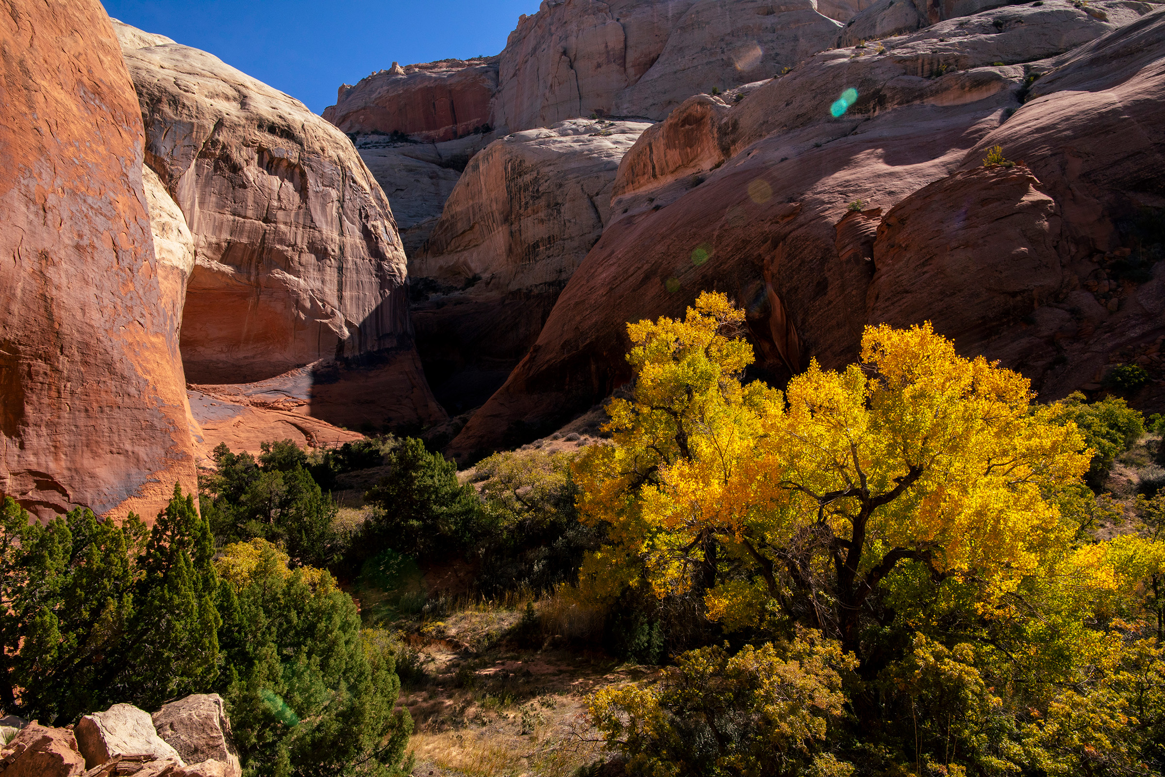 Autumn colors the leaves in a healthy Glen Canyon tributary.