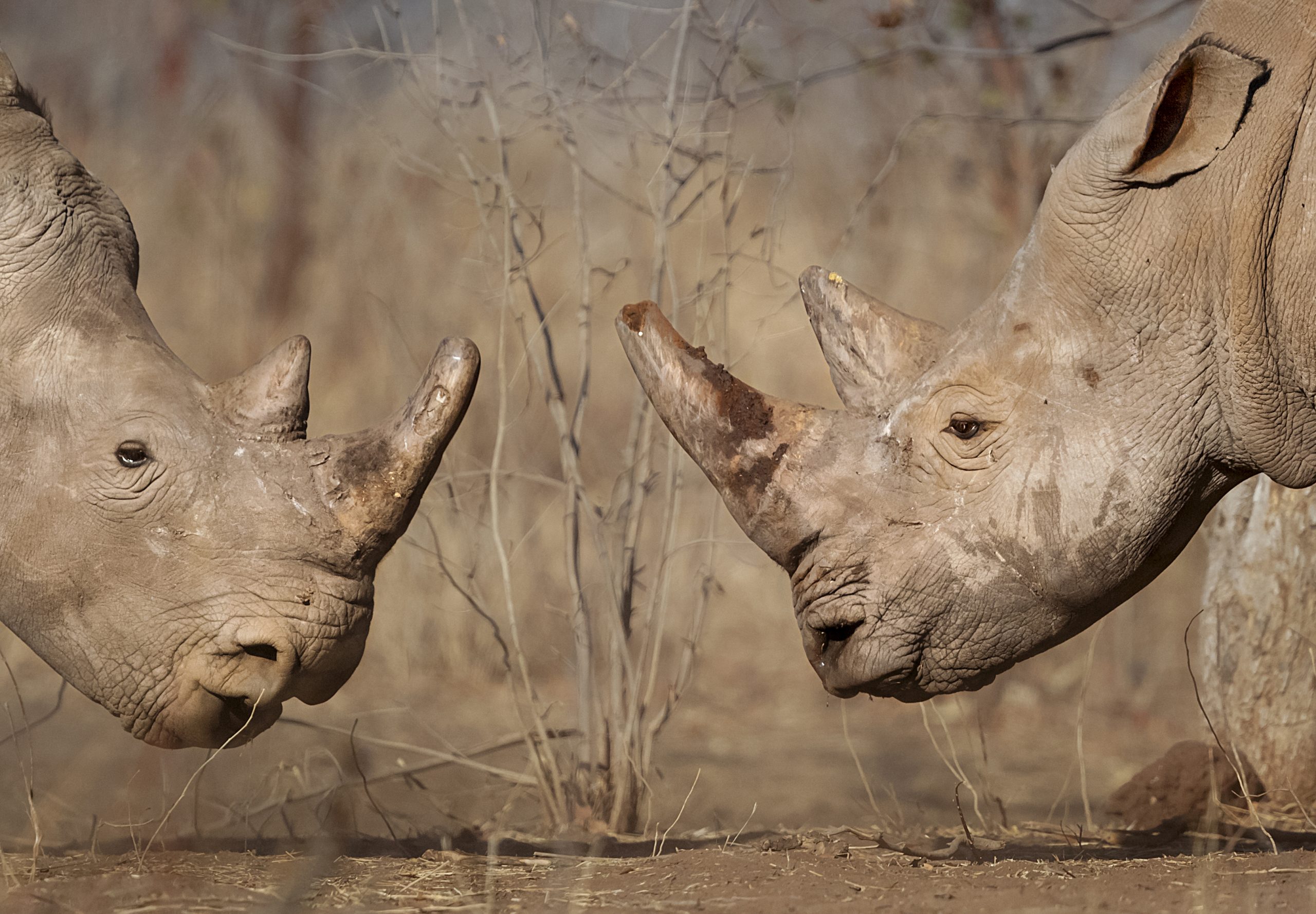 National parks protect vast numbers of wildlife, like these white rhinos in Mosi Oa Tunya National Park, Zambia. But many researchers and conservationists argue that hunting conservancies safeguard even more. Photograph by Neil Aldridge