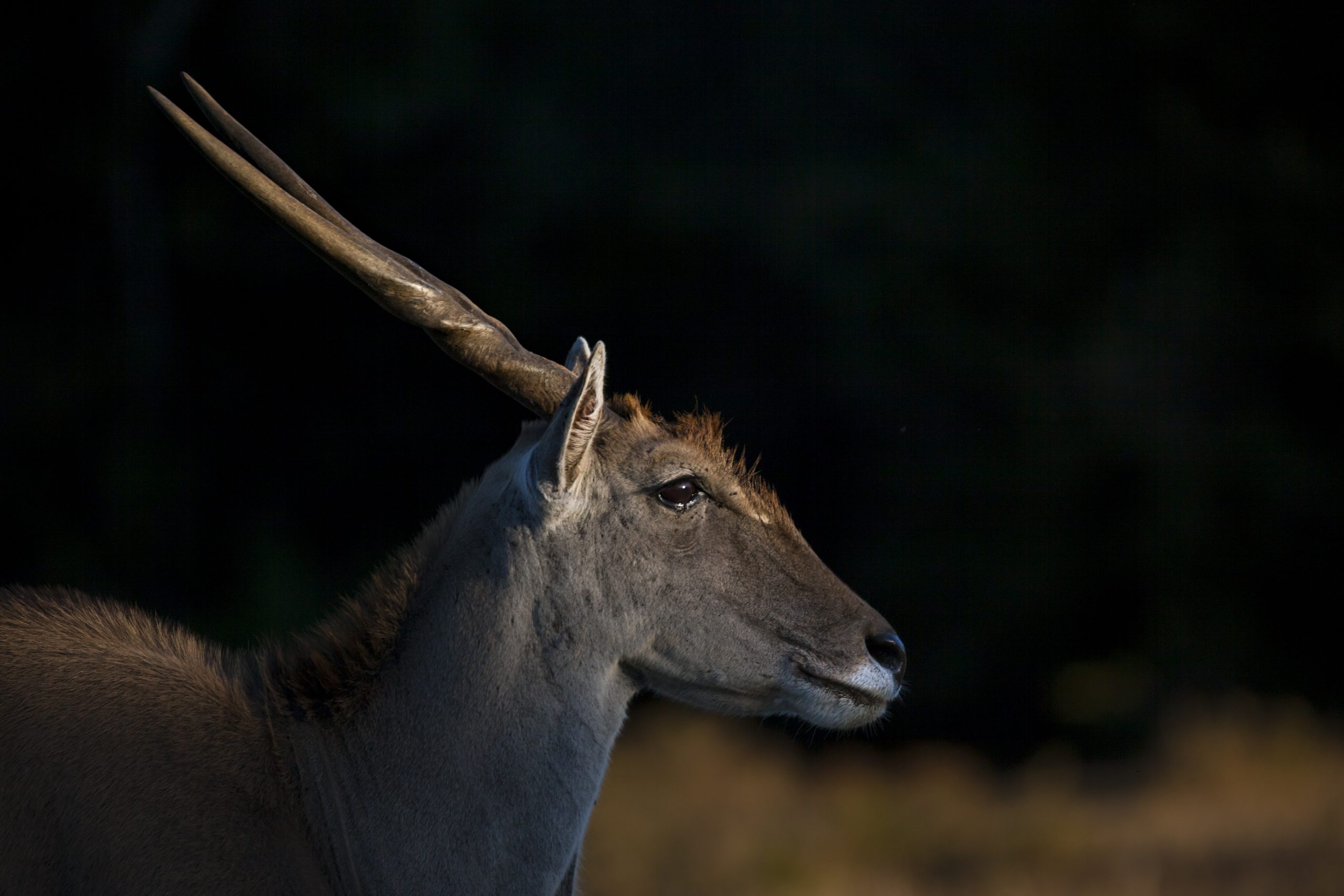 A male eland stands in evening light in the Kariega Game Reserve, South Africa. Photograph by Neil Aldridge