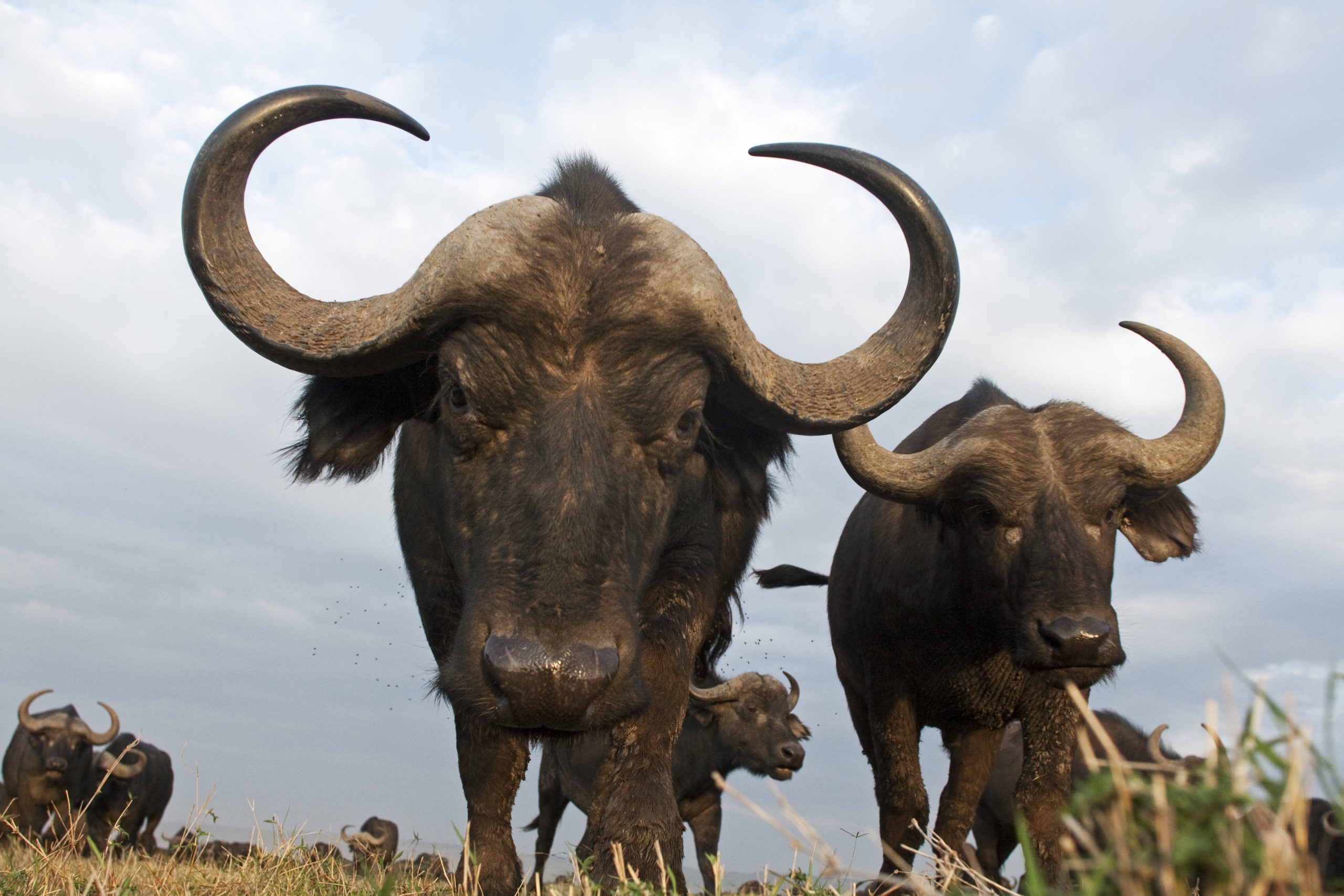 Curious cape buffalo approach a camera in the Masai Mara National Reserve, Kenya. Photograph by Anup Shah