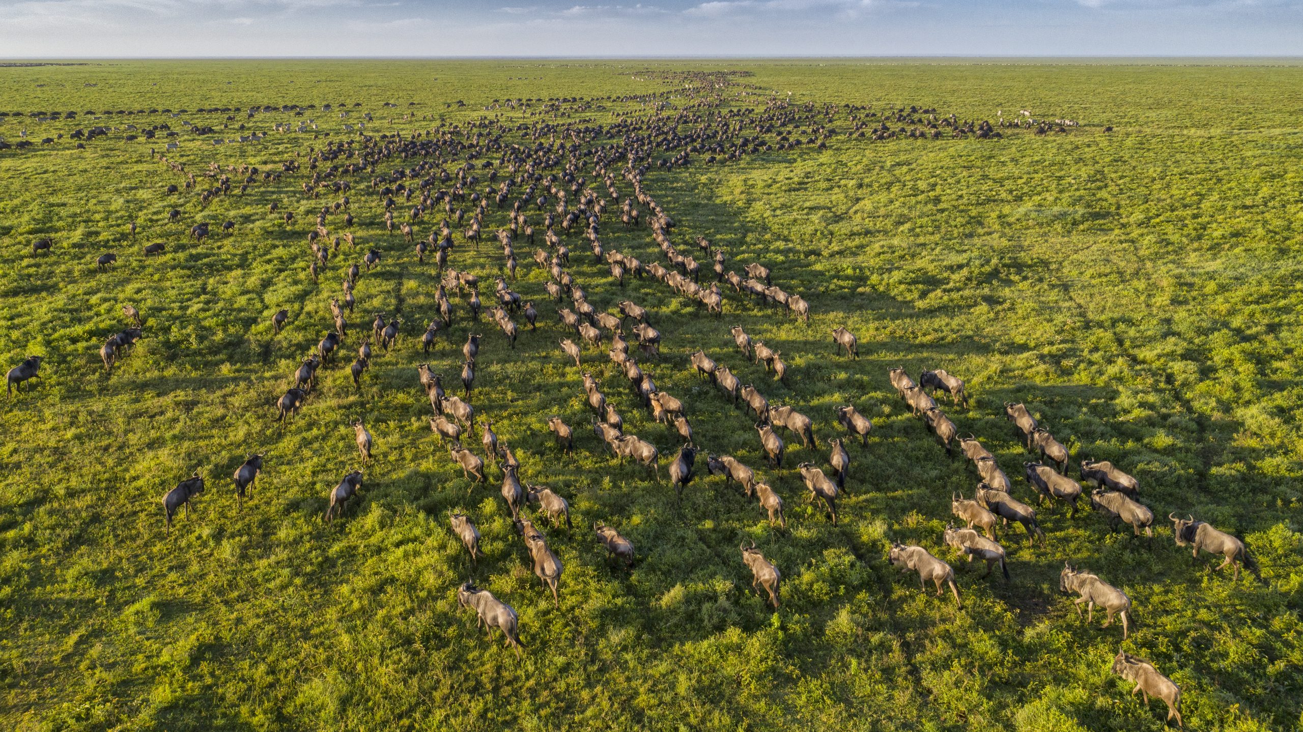 A mixed herd of wildebeest and zebra stretches out across the Ndutu area in Serengeti National Park, Tanzania. Photograph by Charlie Hamilton-James