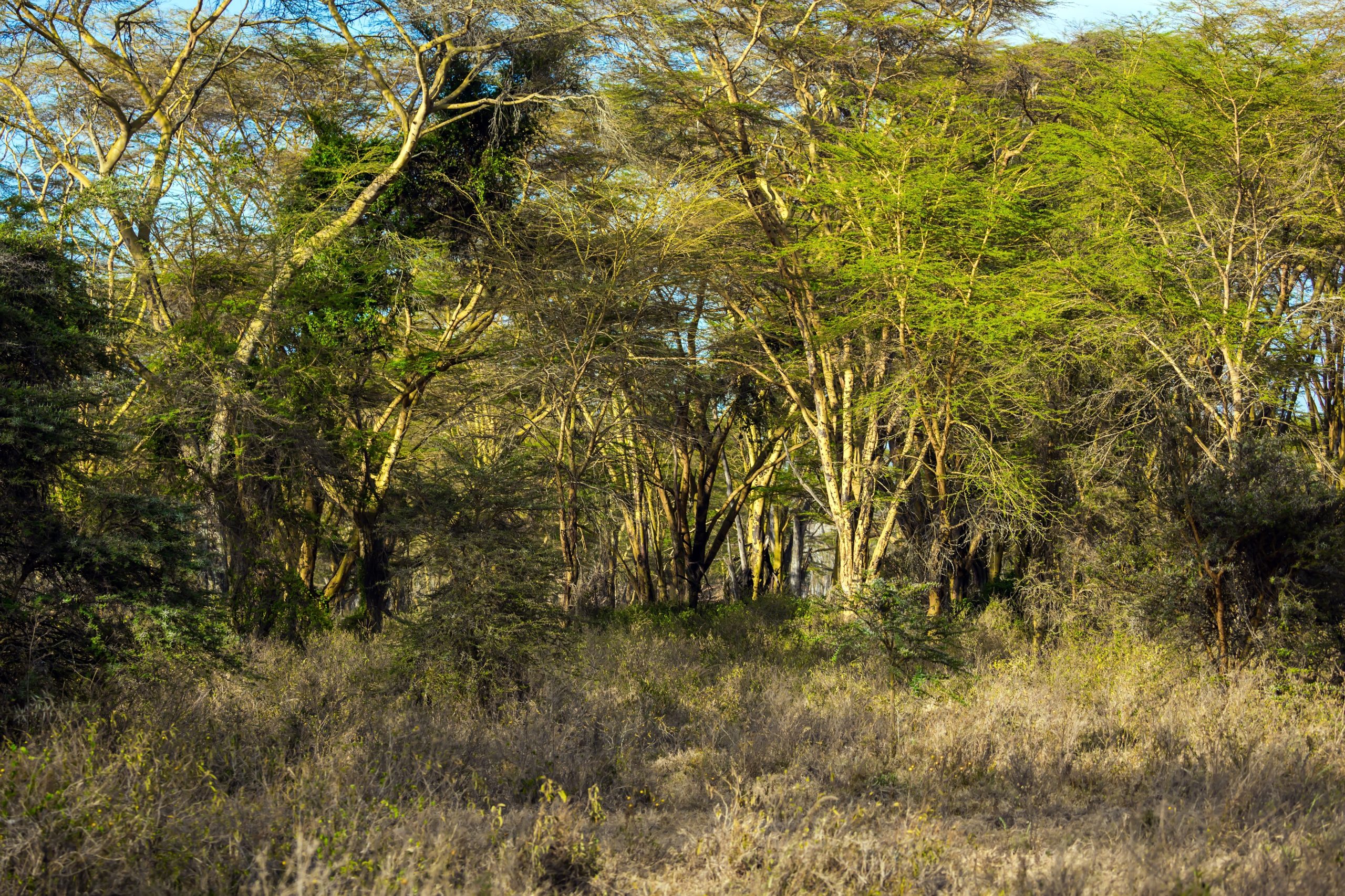 While photographic tourism can be a revenue alternative to trophy hunting in many regions of Africa, not all hunting concessions are as majestic as the Serengeti or Okavango. Photograph by kavram