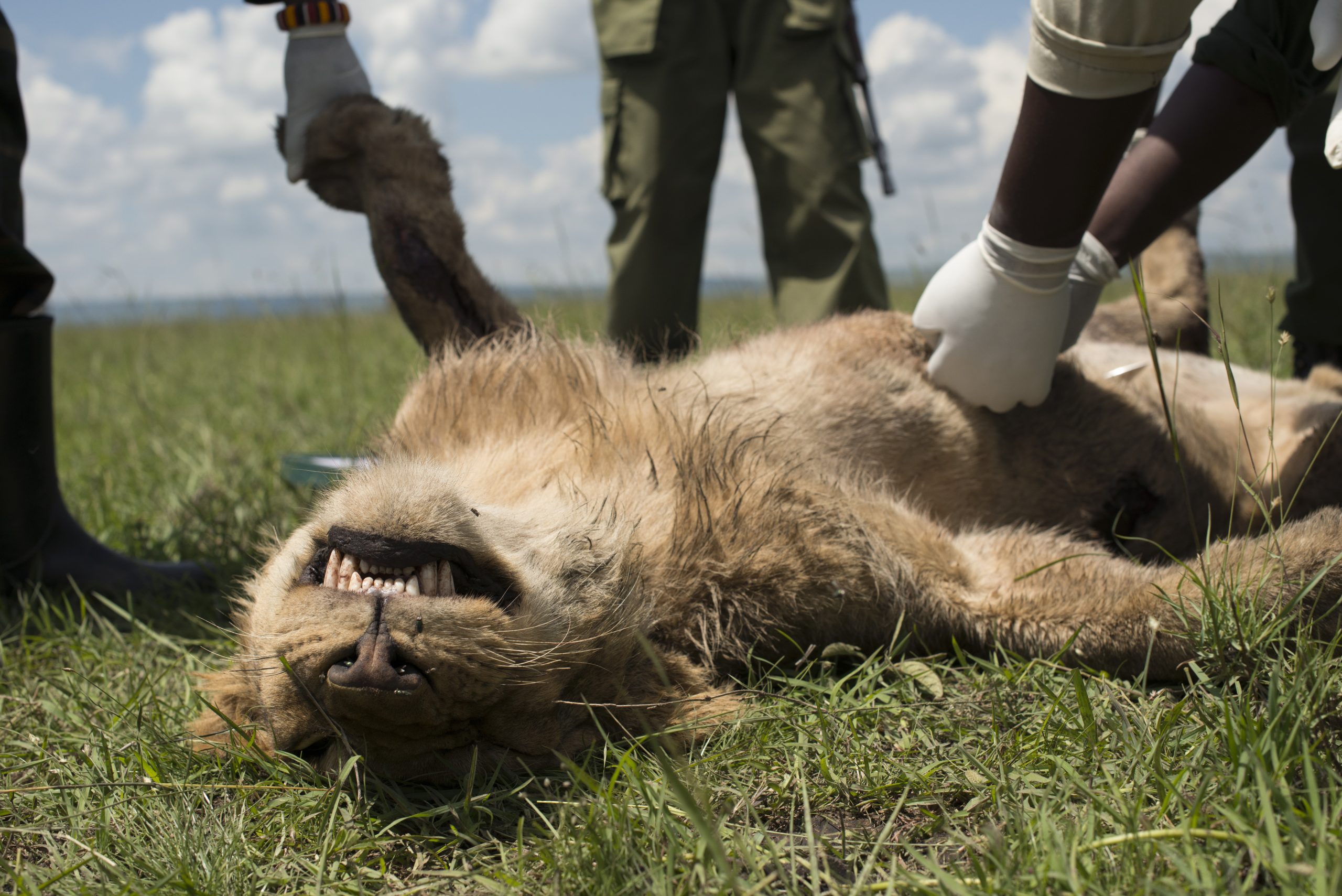 Kenya Wildlife Service veterinary staff work to save a young male African lion from the Marsh pride (Masai Mara Game Reserve, Kenya) poisoned by local cattle herders. Photograph by NPL