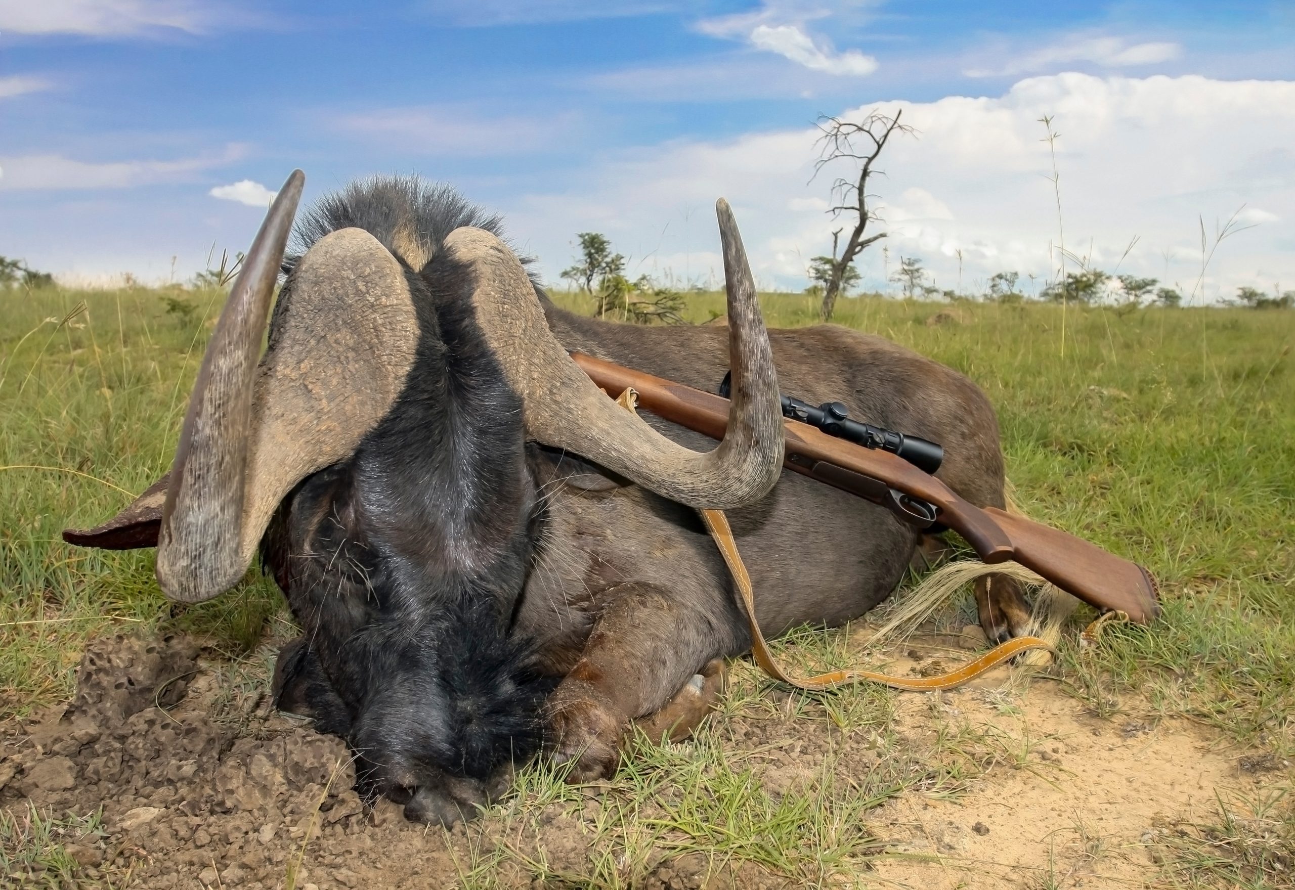 The black wildebeest is one of many species sought by trophy hunters across Africa. Hunting conservancies, like the one where this animal was killed, account for approximately two-thirds of all of sub-Saharan Africa’s protected areas. Photograph by Okyela