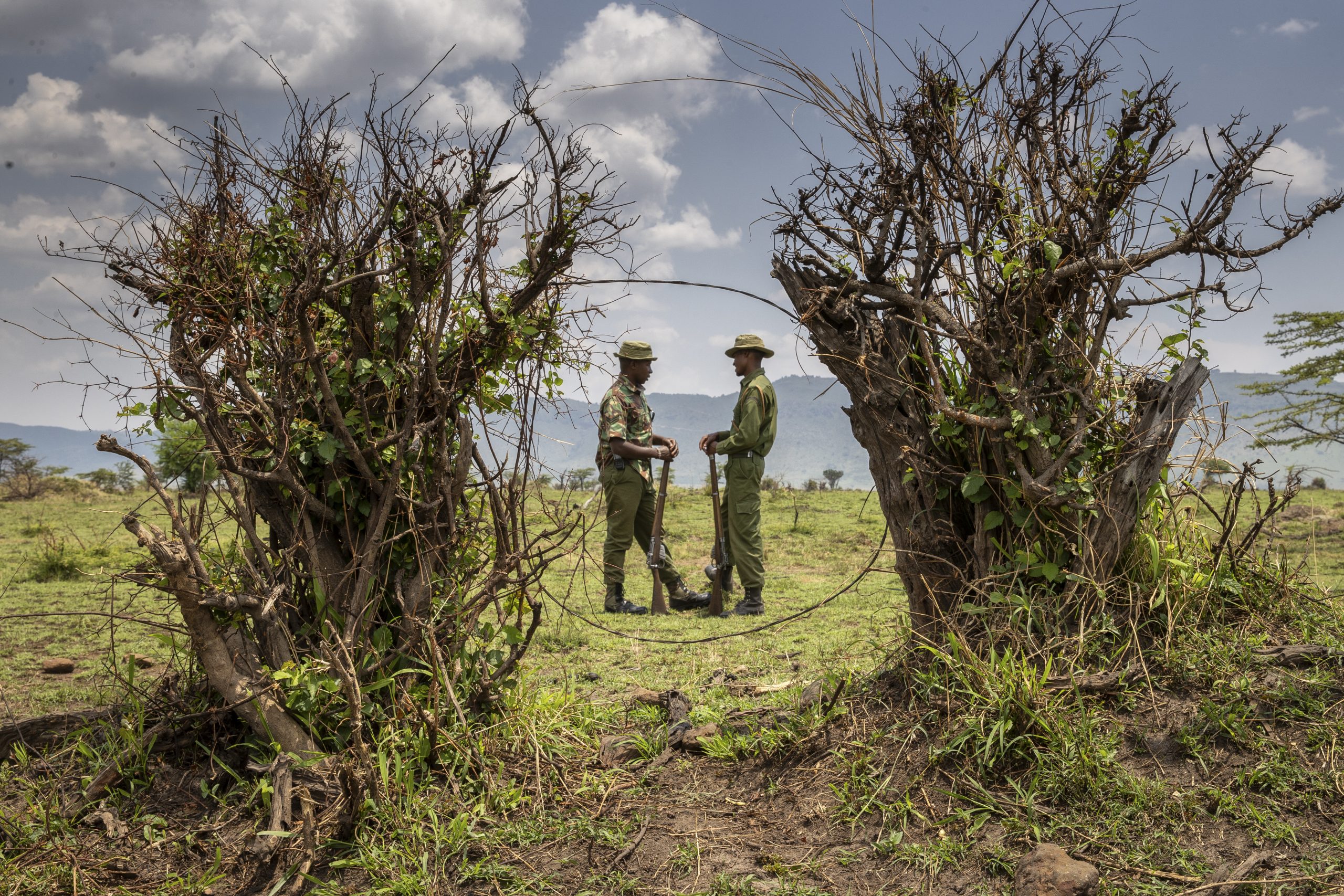 Two Mara Conservancy rangers on anti-poaching patrol stand behind a snare set up during the wildbeest migration along the Kenya-Tanzania border. Photograph by Charlie Hamilton-James