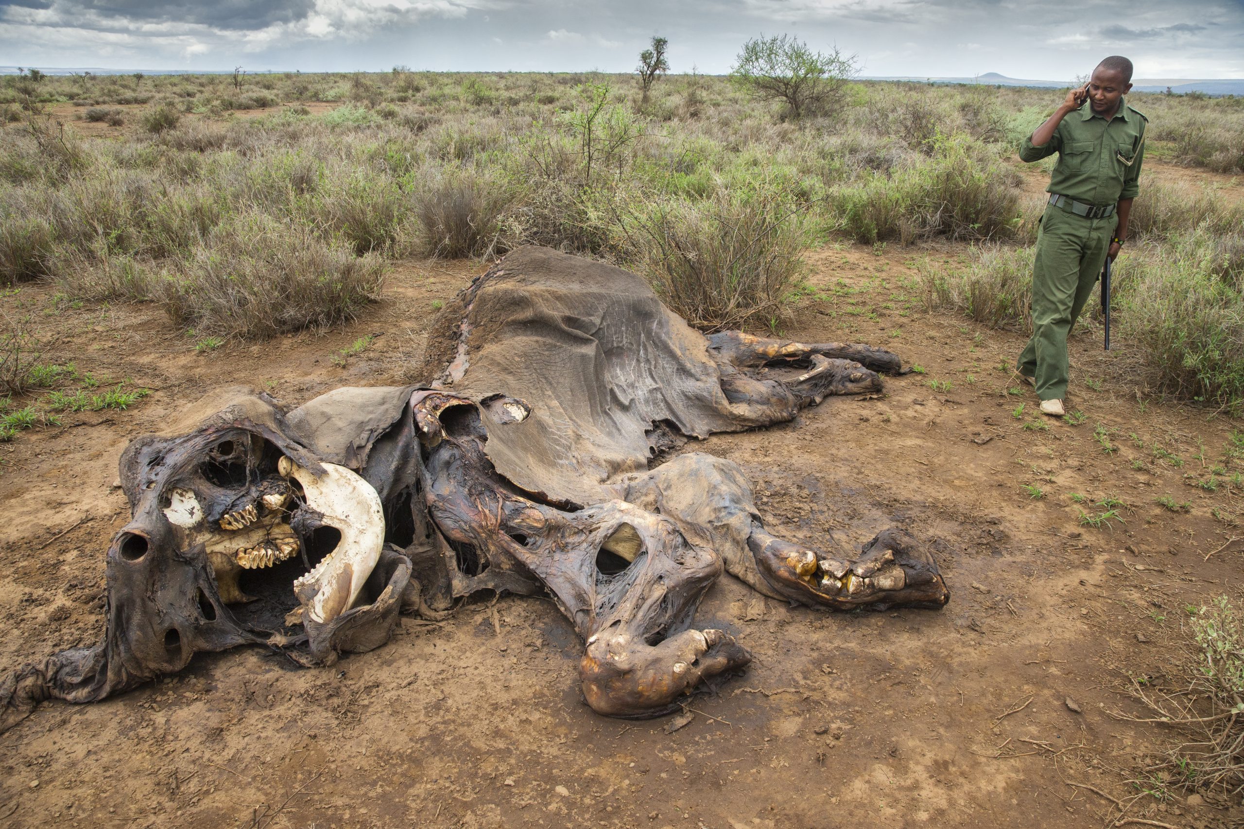A ranger from Big Life Foundation guards the rotting carcass of a female elephant killed by poisoning, Amboseli National Park, Kenya. Photograph by Charlie Hamilton-James