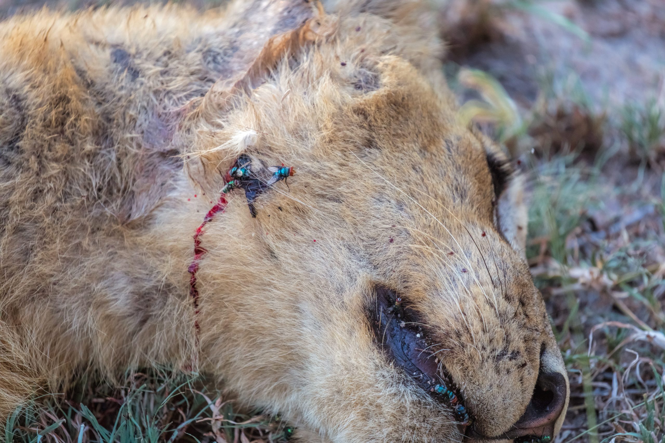 When human-wildlife conflicts occur, local communities sometimes take matters into their own hands. Tourism revenue, including that generated by trophy hunting, can provide the incentive necessary to protect local fauna. Photograph by jgolby