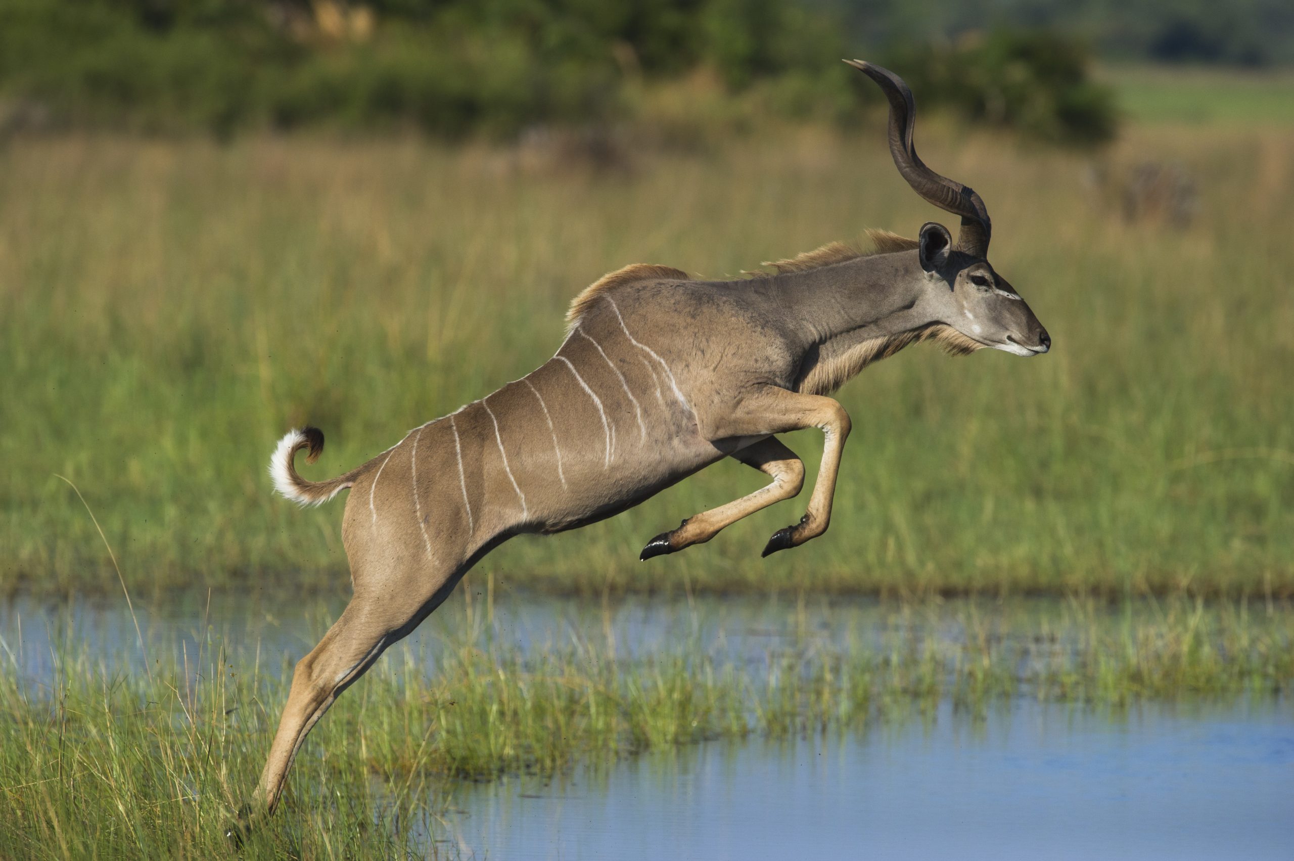 A greater kudu makes its way through the marsh in the Okavango Delta, Botswana. Photographed by Ole Jorgen Liodden
