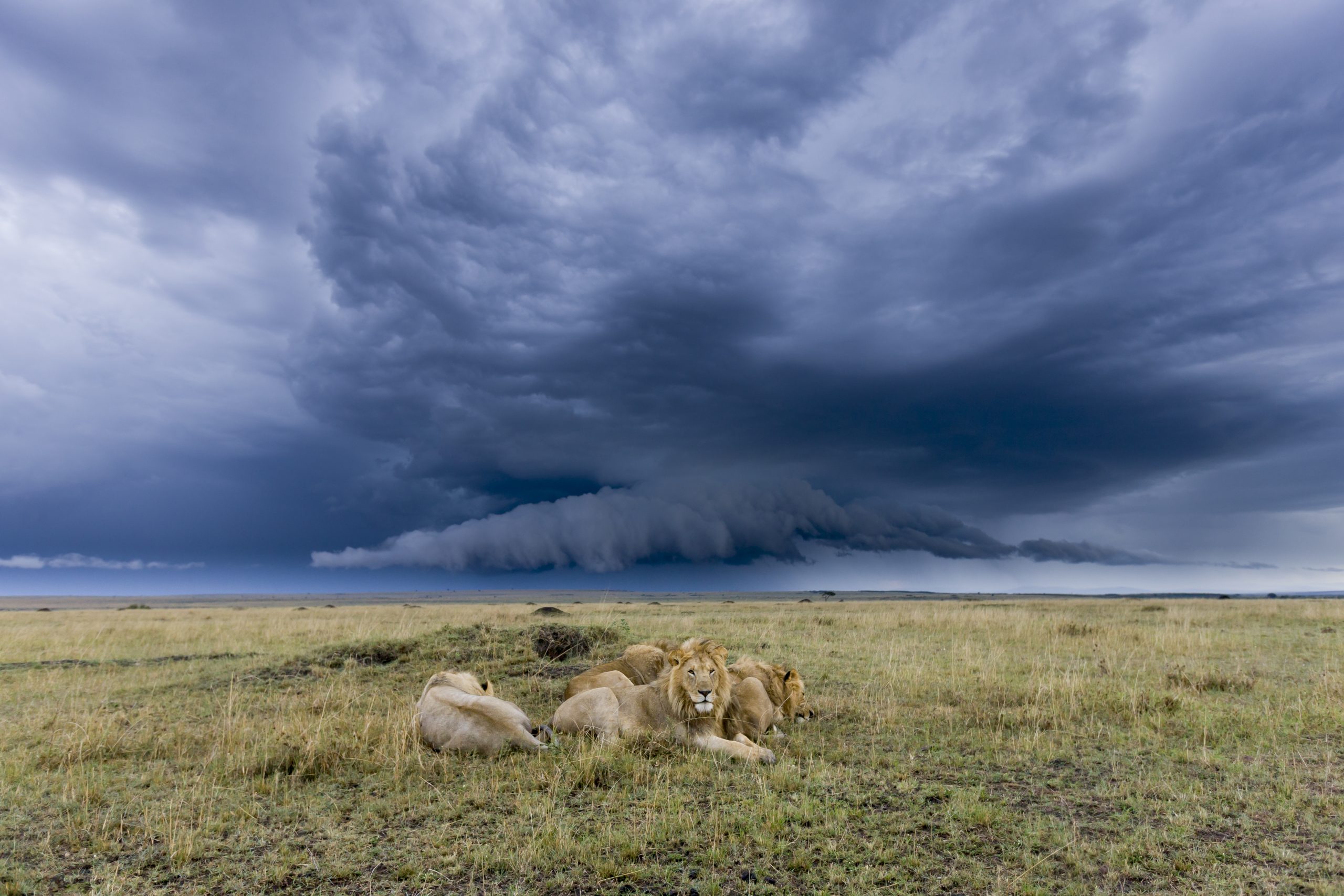 A group of male African lions rests in the Masai-Mara Game Reserve, Kenya, as storm clouds build overhead. Photograph by Denis-Huot