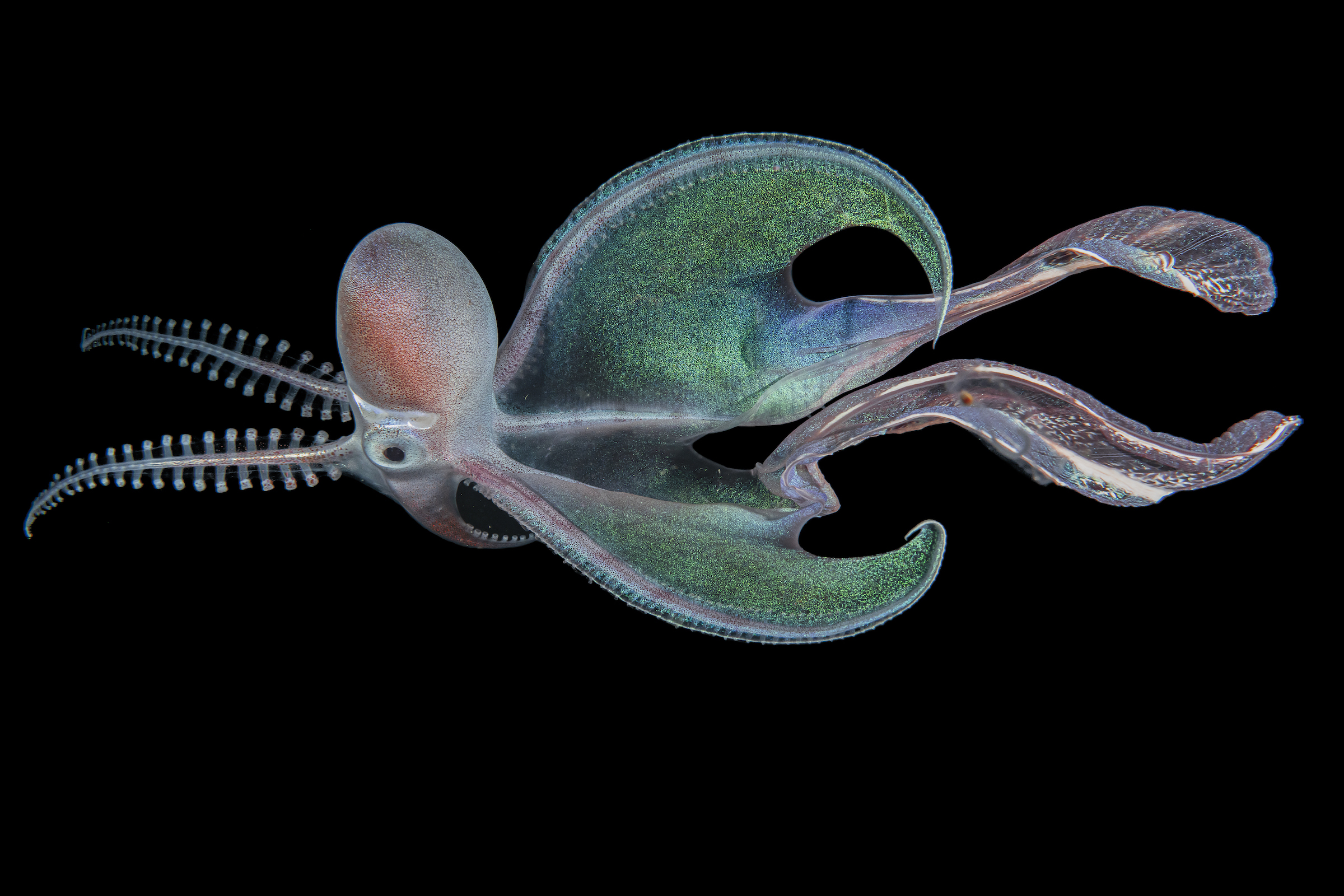 <strong>Stunning Cephalopod by Heng Cai</strong><em>—Aquatic Life Finalist</em><br />In addition to being visually mesmerizing, the iridescent symmetry of this blanket octopus plays a key role in the cephalopod’s success as a predator. Four species of blanket octopuses (genus <em>Tremoctopus</em>) roam tropical and subtropical seas—including the Gulf of Mexico, the Indian Ocean, the Great Barrier Reef, and the Mediterranean—searching for fish and crustaceans to eat.<br />
Most observations of blanket octopuses come from females, like this one photographed in the Philippines. Females can grow up to 3 meters (6 feet) long—more than 40,000 times larger than the walnut-sized males—and sport a characteristic fleshy “blanket” draped over their tentacles, which makes them appear even larger. If threatened, a female can shed her blanket in an instant to distract her predator and escape, then grow a new one. She’ll also squirt ink, change color, and generally outsmart and out-maneuver fellow ocean dwellers until she can mate and lay thousands of eggs.<br />
What really sets these cephalopods apart, however, is a unique hunting method: Because blanket octopuses are immune to jellyfish toxins, they commonly tear an arm off a jellyfish or even a Portuguese man o’ war (<em>Physalia physalis</em>), then carry around the severed appendage to use as a weapon for stunning prey.