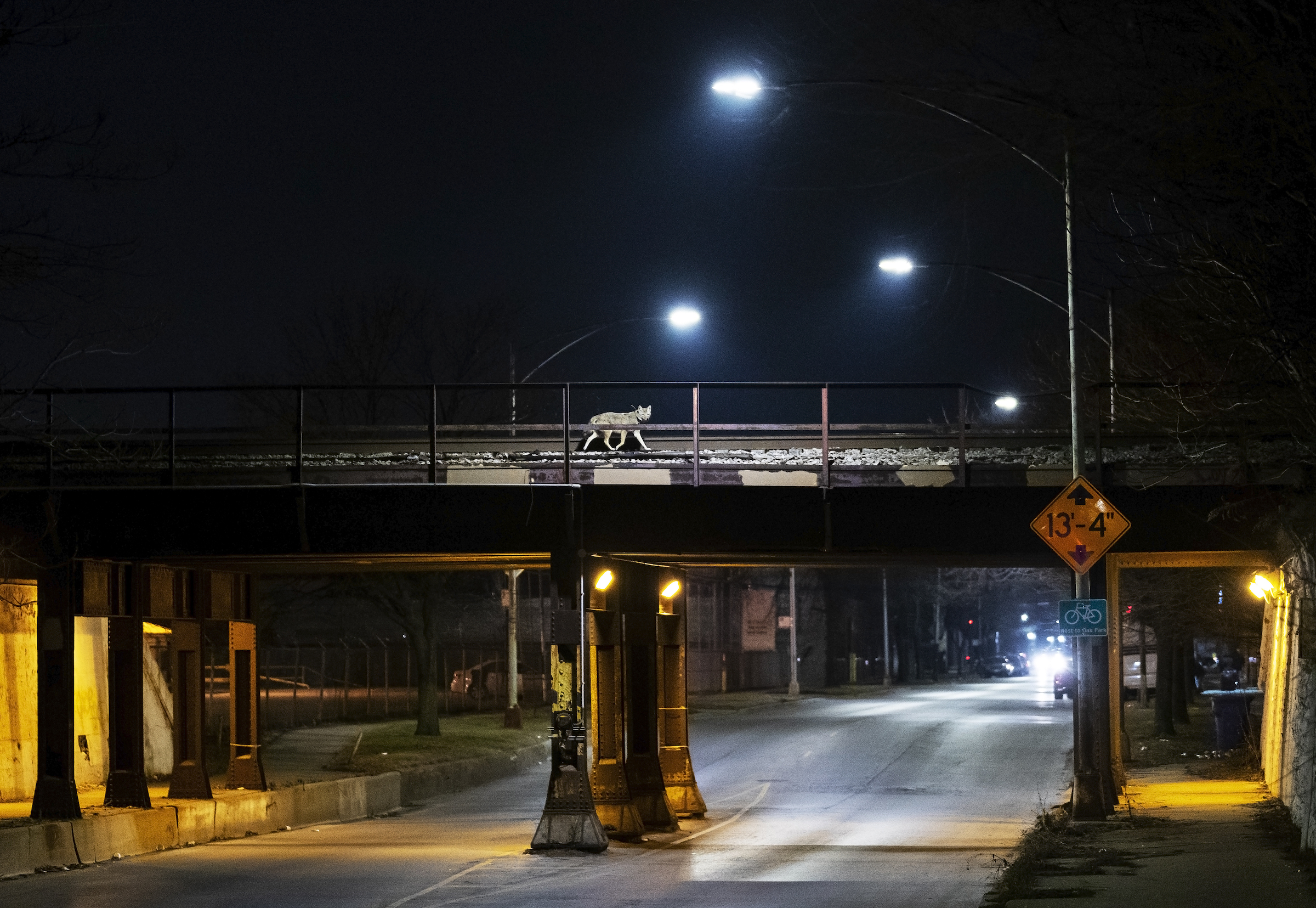 <strong>Coyote Crossing by Corey Arnold</strong><em>—Grand Prize Winner</em>How did the coyote cross the road? If the coyote (<em>Canis latrans</em>) is among the 4,000 or so living in the Chicago metro area, the answer may be that it used a bridge to avoid being hit by a car. Across the United States, motor vehicle collisions are responsible for at least a million vertebrate deaths per day, and Chicago is no exception: Windy City coyotes typically live only about three years, compared to 10 years on average elsewhere in the wild and up to 18 years in captivity. Their most common cause of death is being struck by a car.<br />
But like many wild animals living in densely populated urban environments— including those featured in Corey Arnold’s Grand Prize winning photo story—coyotes have found ingenious ways to coexist with humans. In Chicago, where Arnold tagged along with scientists from the Cook County Urban Coyote Research Project, coyotes regularly use train trestles like this one to circumvent busy highways. They also shift their normal behavioral patterns to hunt mostly at night, when they’re less likely to encounter humans, and they seem to avoid trash in favor of Chicago’s live deer, rabbits, and rodents. Radio-tracking data from the Research Project’s studies has shown that even in America’s third-largest metropolitan area, coyotes and humans overlap on a daily basis—a testament to these canids’ remarkable tenacity, even after centuries of persecution across the United States.