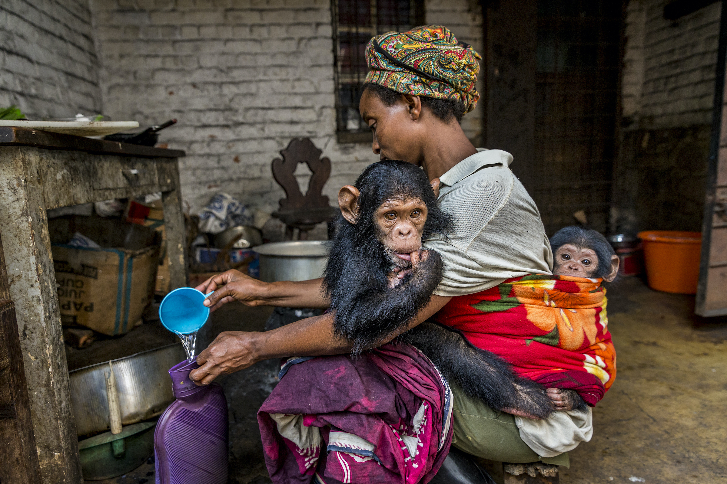 <strong>All My Children by Marcus Westberg</strong><em>—Human/Nature Finalist</em>Chimpanzees (<em>Pan troglodytes</em>) share nearly 99 percent of their DNA with human beings. At the Lwiro Primate Sanctuary in Kahuzi-Biega National Park in the Democratic Republic of the Congo, this genetic bond is perhaps reflected in the relationships that form between orphaned chimps and their human caregivers. Wild chimps typically stay close to their mothers until they’re about 5 years old, so when a mother is killed by poachers, the separation can cause irreparable harm for young, developing chimps. Many of the orphaned chimpanzees brought to the sanctuary by Congolese wildlife officials arrive carrying both physical and emotional wounds.<br />
The healing at the sanctuary goes both ways: Some of the caregivers who feed, cuddle, and help rehabilitate chimps are themselves victims of sexual abuse who have found independence and employment working with chimpanzees. Photographer Marcus Westberg, who spent weeks at the sanctuary, said that caregivers treat the chimpanzees as tenderly if they’re human children, and the young chimps, likewise, often act like kids—alternately playful, mischievous, and vulnerable.<br />
Our genetic and ecological connections to other creatures extend beyond the great apes—and arguably our care should as well. “To view humans as entirely separate from other species… is both morally and factually wrong,” said Westberg. “We are more similar than we realize.”