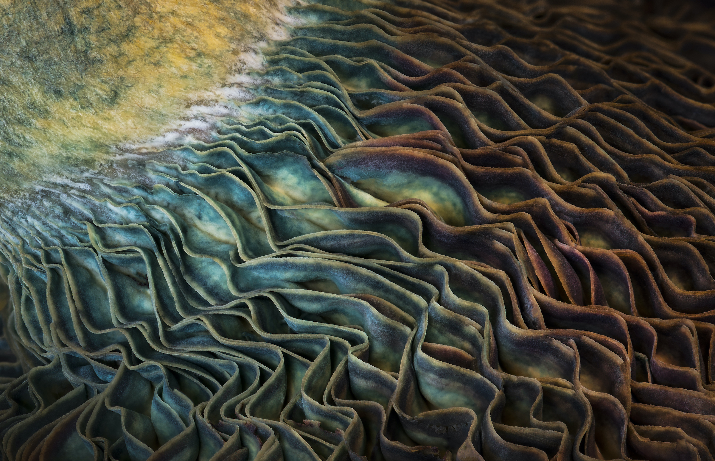 <strong>Magical Mushroom by J Fritz Rumpf</strong><em>—Art of Nature Winner</em>Is it waves crashing onto shore? A landscape of furrowed canyons? The topography of a distant planet? People seeing J Fritz Rumpf’s photograph for the first time have transposed all kinds of fantasies onto its hypnotic patterns, but no one, Rumpf says, has correctly guessed what they’re looking at: the gills of a fungi from the genus <em>Lactarius</em>, better known as milk cap mushrooms for the milky, latex-like liquid they ooze when cut.<br />
Rumpf was foraging for mushrooms in Arizona’s White Mountains one August afternoon when he picked up this one. Unsure if it was edible, he returned it the forest floor—and happened to notice the colors of its gills. Of the dozens of species of milk caps that grow in the American Southwest, many “bruise” when chemicals in their fruiting bodies are exposed to air, turning them the murky blue-green that caught Rumpf’s eye.<br />
Milk caps work their magic in other ways as well. In the subterranean world below forests, their fungal filaments—called mycorrhizae—form a net of cells that grows with and around tree roots. Milk cap mycorrhizae help their host trees access water and nutrients, and they obtain carbohydrates in return. As scientists learn more about this symbiotic relationship, they’re uncovering the multitude of ways that milk caps and other fungi are essential to the health of forests and other ecosystems around the world.