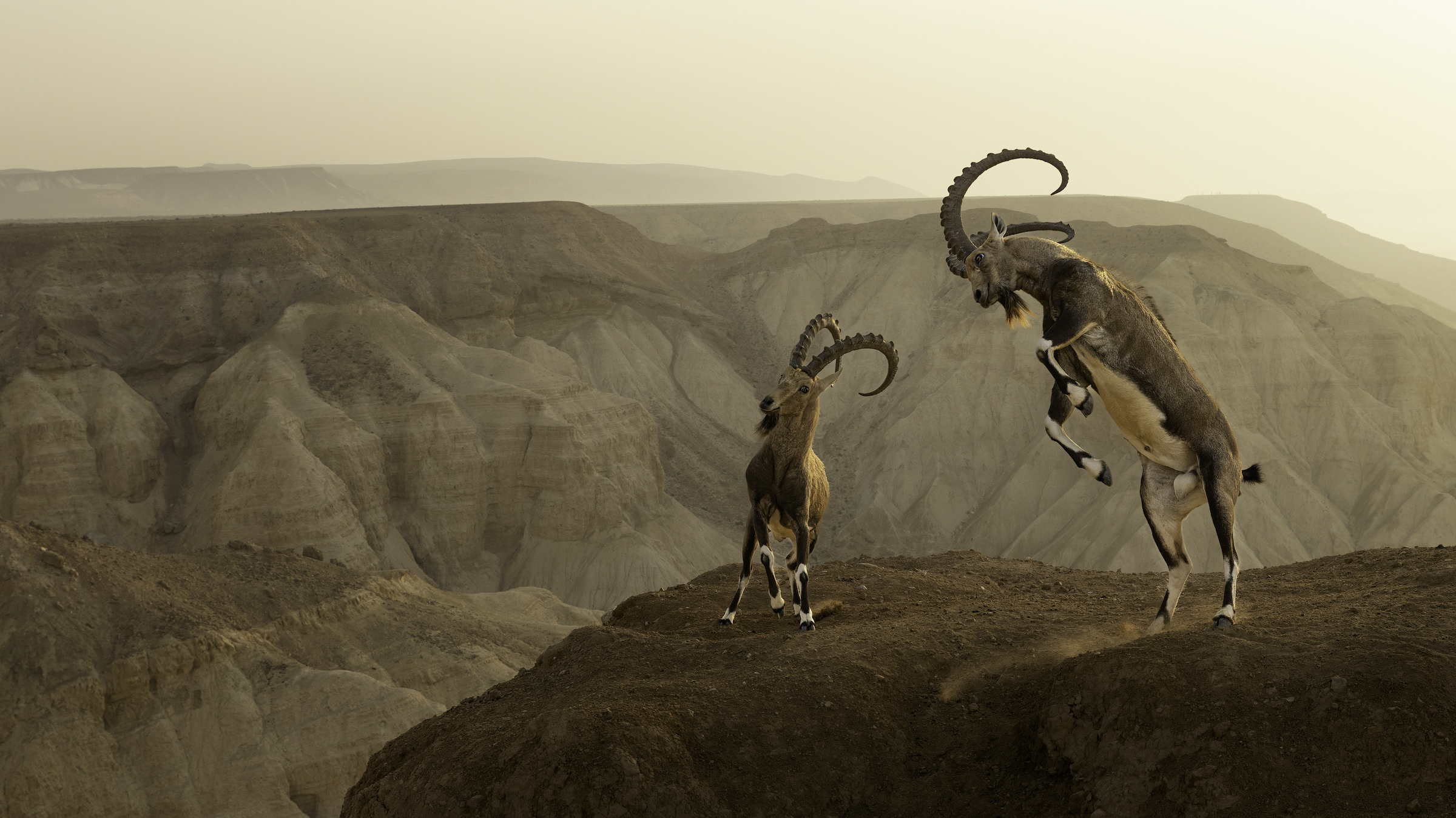 <strong>Life on the Edge by Amit Eshel</strong><em>—Terrestrial Wildlife Finalist</em>Nubian ibexes (<em>Capra nubiana</em>) live on the knife edge of survival, in deserts with scant vegetation and harsh climates. They also live at the literal edge of cliffs, with little but space and steep drops for company. Such vertiginous topography helps deter predators like leopards and wolves; in Israel’s Avdat Nature Park, scientists have watched Nubian ibexes leave their newborns on cliff outcroppings too precipitous for most mammals to reach, then return for feedings until the young grew agile enough to traverse the sheer cliffs on their own.<br />
Males of the species grow backward-curving horns that can be more than a meter (up to 4 feet) long. They use these impressive weapons to defend against predators and to compete with others for breeding rights, as photographer Amit Eshel captured in this image of two clashing males in Israel’s Zin Desert. Despite the violence of such encounters and the precarious stage on which they’re fought, male ibexes rarely to tumble to their death; the wild goats’ agility, speed, and comfort with the abyss seem to protect them even in the heat of battle.<br />
Yet while the Nubian ibex’s ability to navigate steep terrain may protect it against natural predators and rival males, it’s proven little solace against the encroachment of humans. Ancient cave drawings and bone remnants suggest Nubian ibexes once ranged throughout the mountains of northeastern Africa and the Middle East. Today, only 5,000 or so cling to life in fragmented populations scattered across Egypt, the Sinai Peninsula, and the Arabian Peninsula. The healthiest populations are in Israel— though part of the reason for their success is that the Arabian leopards (<em>Panthera pardus nimr</em>) that once preyed on ibexes have been largely extirpated from the country.