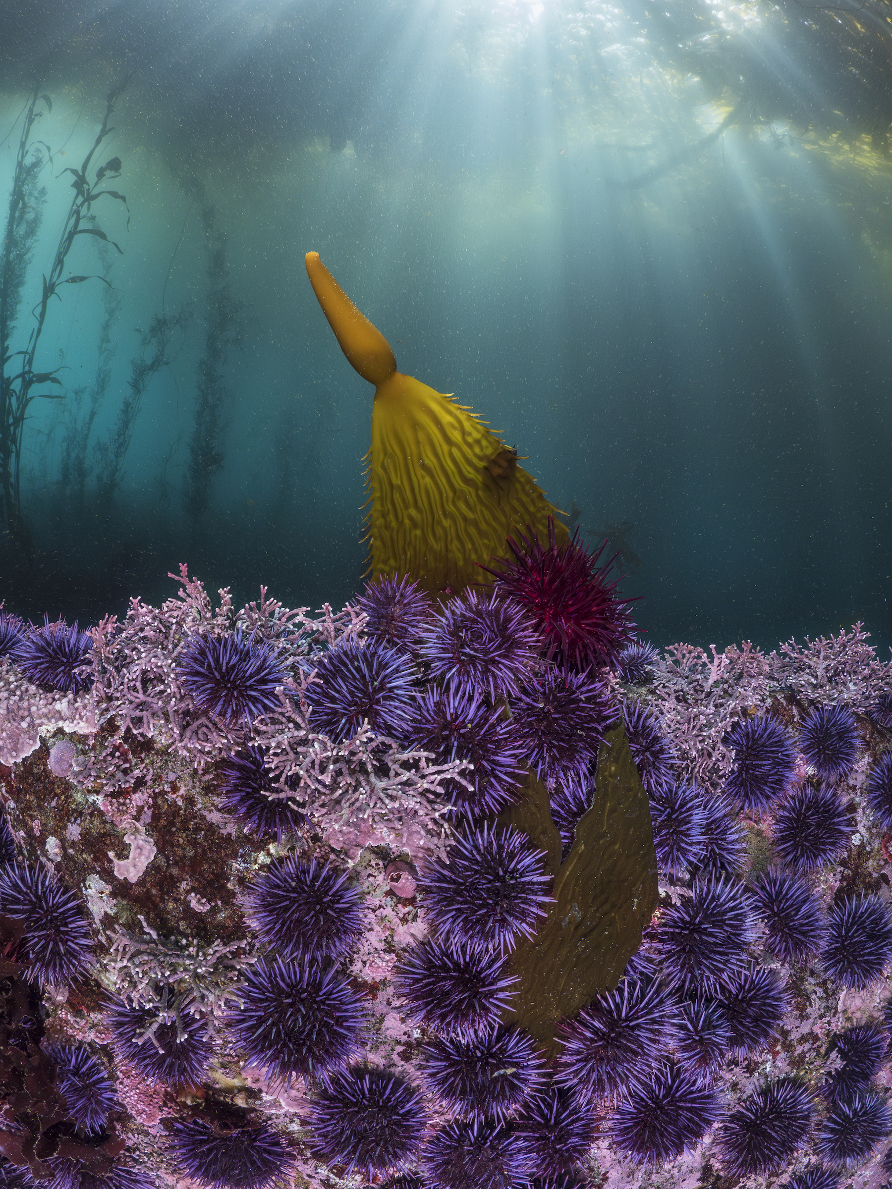 <strong>Blades and Spines by Kate Vylet</strong><em>—Aquatic Life Winner</em>The familiar story about sea urchins and kelp forests goes like this: First, sea otters that eat sea urchins were hunted nearly to extinction along much of the West Coast. Then, in the 2010s, sea star wasting disease killed off urchin-slurping sunflower stars (<em>Pycnopodia helianthoides</em>), causing sea urchin population to explode. Marine heat waves also took a heavy toll on giant kelp (<em>Macrocystis pyrifera</em>). Together, these factors left desolate “urchin barrens” where lush undersea forests had once thrived. Between 2008 and 2019, some 95 percent of kelp forests disappeared from Northern California.<br />
Conservationists are now trying a variety of tactics to revive the lost forests, from breeding sunflower stars in captivity to designing an urchin-smashing robot to enlisting scuba divers to harvest urchins. Conservation photographer Kate Vylet, however, is troubled by the narrative that sea urchins are the bad guys in this story. “Urchins belong to the kelp forest as much as the kelp itself does,” Vylet said.<br />
Vylet was swimming back to shore one day after diving in a thriving kelp forest off the coast of Carmel Bay, California, when she saw a blade of loose kelp being devoured by purple (<em>Strongylocentrotus purpuratus</em>) and red (<em>Mesocentrotus franciscanus</em>) sea urchins. To her, it illustrated the role urchins can still play in a balanced ecosystem, and she set up her camera to capture nature at work in all its complex ebbs and flows.