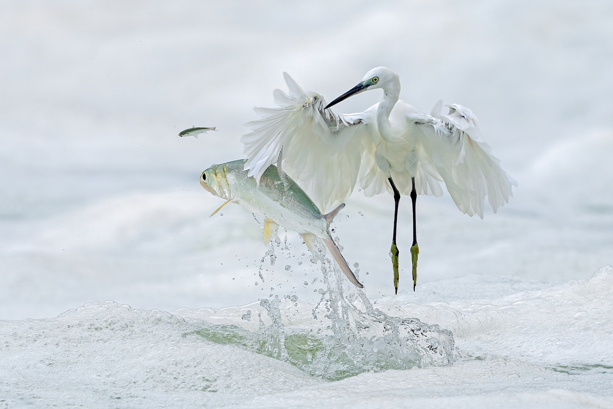 <strong>Catch Me If You Can by Xiaoping Lin</strong><em>—Winged Life Winner</em>As a member of the heron family, the little egret (<em>Egretta garzetta</em>) is typically a stealthy hunter, standing still in shallow water or waiting in a roost for unsuspecting fish to swim by. Or the bird shuffles its yellow feet to scare up prey, which it then pierces with its sharp beak. This egret in a lake near Xiamen, China, however, was caught off-guard when the small fish it had been eyeing was chased clear out of the water—by a much larger fish.<br />
Photographer Xiaoping Lin used high-speed continuous shooting to capture the startled egret as it lifted off above the churning waves. The resulting image of fleeting action permanently frozen in a palette of whites and silvers is “like a poem,” Lin said.<br />
Indeed, egrets have featured in Chinese poetry since at least the 11th century BC. They appear three times in the first known collection of Chinese poetry, the <em>Shih ching</em>; for centuries afterward, poets compared them to snowflakes and frost and used them as symbols of purity and impermanence. Despite this reverence, some species of egret were hunted to the brink of extinction or local extirpation in the 19th century in pursuit of their fashionable plumes. Today, although the little egret’s population is stable, species such as the Chinese egret (<em>Egretta eulophotes</em>) are still struggling to rebound amidst ongoing habitat loss.