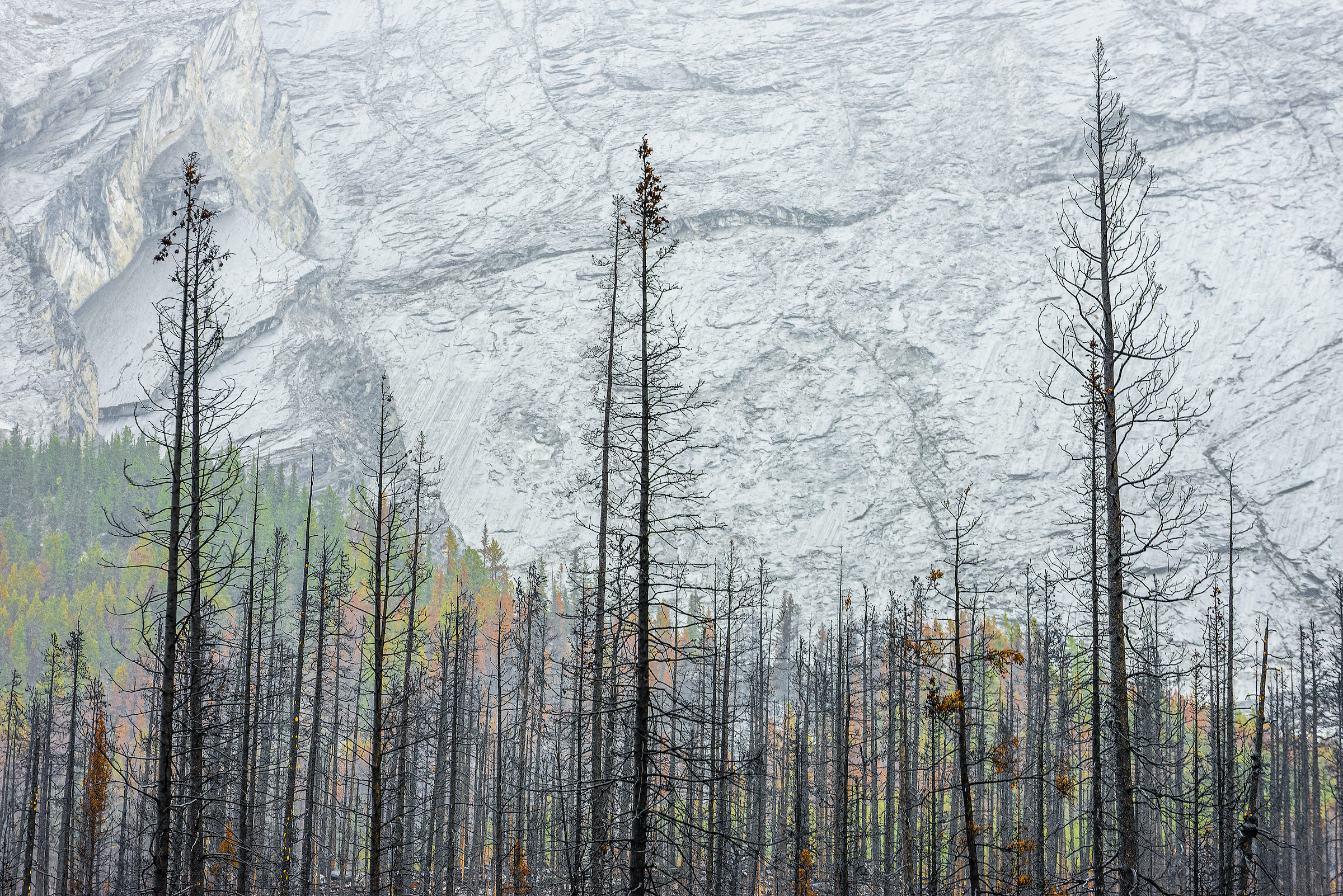 <strong>Regeneration by Miquel Angel Artús Illana</strong><em>—Landscapes, Waterscapes, and Flora Winner</em>Like many ecosystems in the western half of North America, many forests in Jasper National Park in Alberta, Canada, benefit from naturally occurring, low-intensity wildfires. Fires replenish soil nutrients, keep forests from becoming homogenous, and spur the growth of berry bushes that grizzly bears (<em>Ursus arctos</em>) and other wildlife love to munch. Yet beginning in 1913, park managers have actively suppressed wildfires; across the 92,000 hectare (227,000 acre) park, only eight fires in the 20th century grew larger than 40 hectares before firefighters extinguished them. Land managers across Alberta adopted similar practices.<br />
Without fire, trees grew unnaturally dense, and dead logs accumulated on the forest floor. Beetle infestations swept through Alberta in the 2010s, leaving more than 2.4 million hectares (nearly 6 million acres) of lifeless, standing trees.<br />
As all this dead timber collides with the hotter, drier conditions wrought by climate change, abnormally large and intense wildfires have exploded. This spring, for instance, smoke from gigantic Alberta wildfires stretched across the continent. And while fire-adapted forests can recover from low-intensity wildfires, research from across the Rocky Mountains has shown that tree seedlings struggle to take hold in the wake of mega-fires.<br />
Today in Jasper National Park, as elsewhere in western North America, forest managers are trying to reverse a century of misguided management by igniting controlled burns and letting some wildfires burn. The resulting landscape may look different than the swaths of green spruce and pine that many park visitors are accustomed to, but as this haunting image of a burned spruce forest shows, they can be equally captivating.