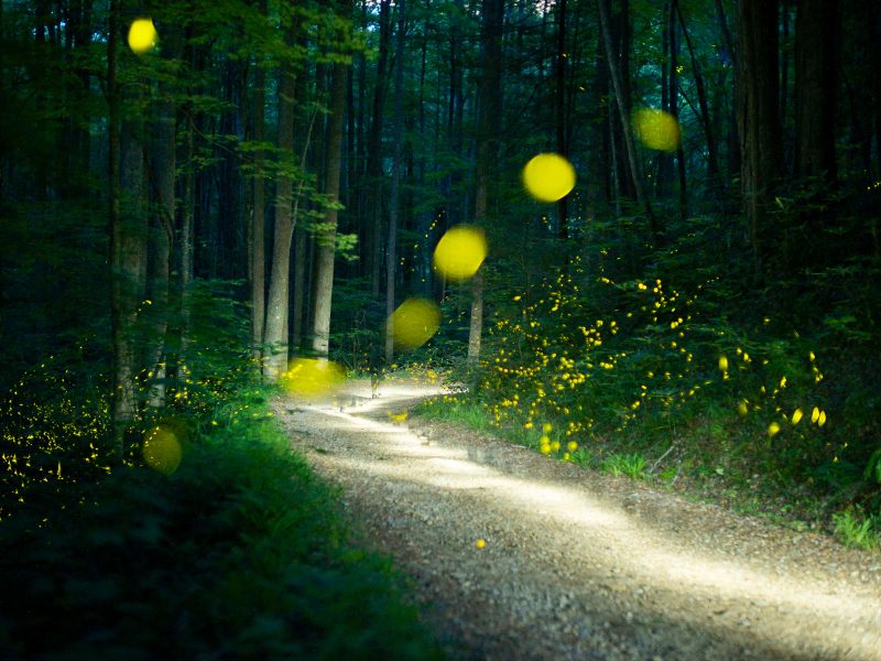 © Radim Schreiber