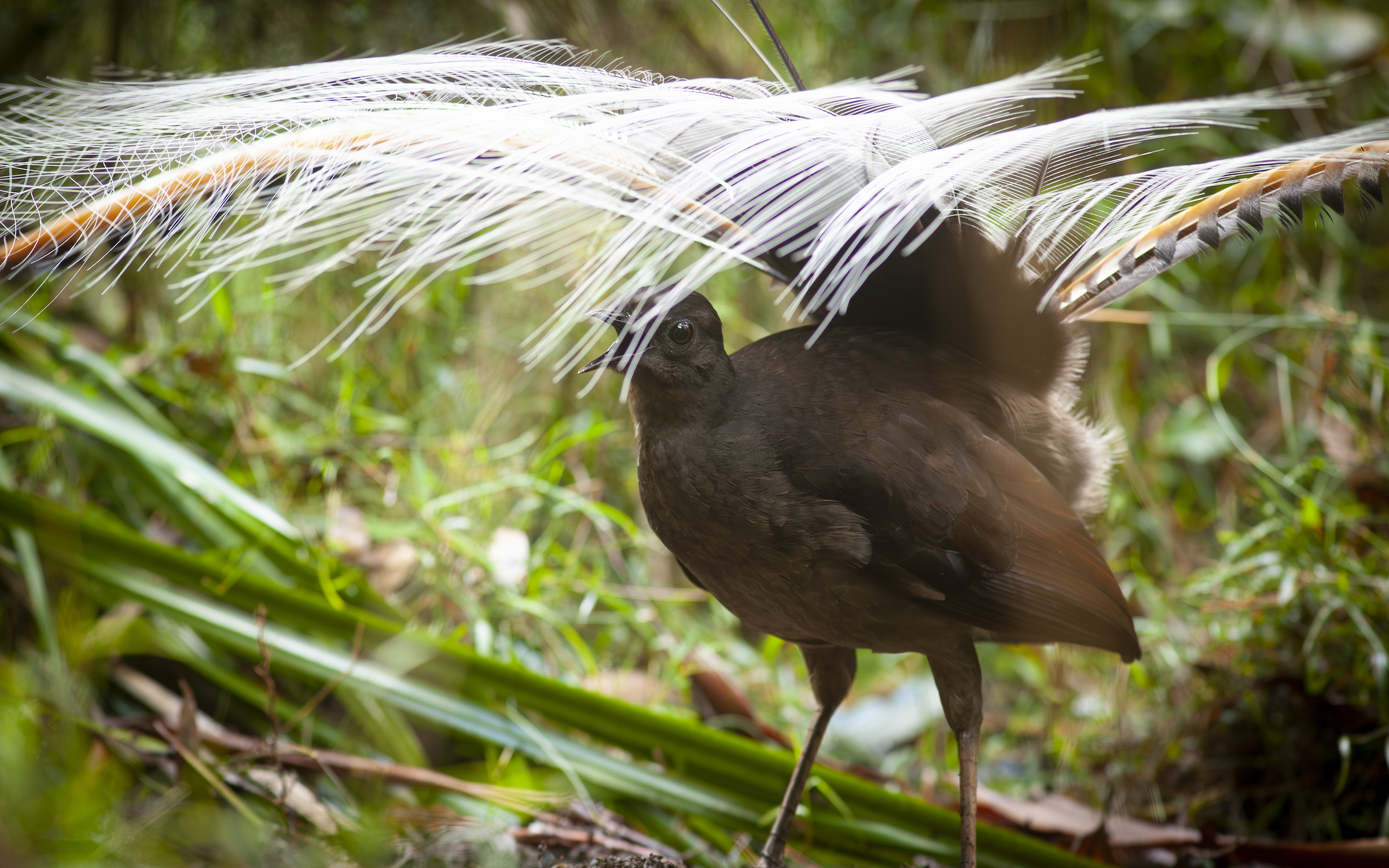 A male lyrebird fans its tail feathers and sings from its display mound in Sherbrooke Forest, near Melbourne, Australia.