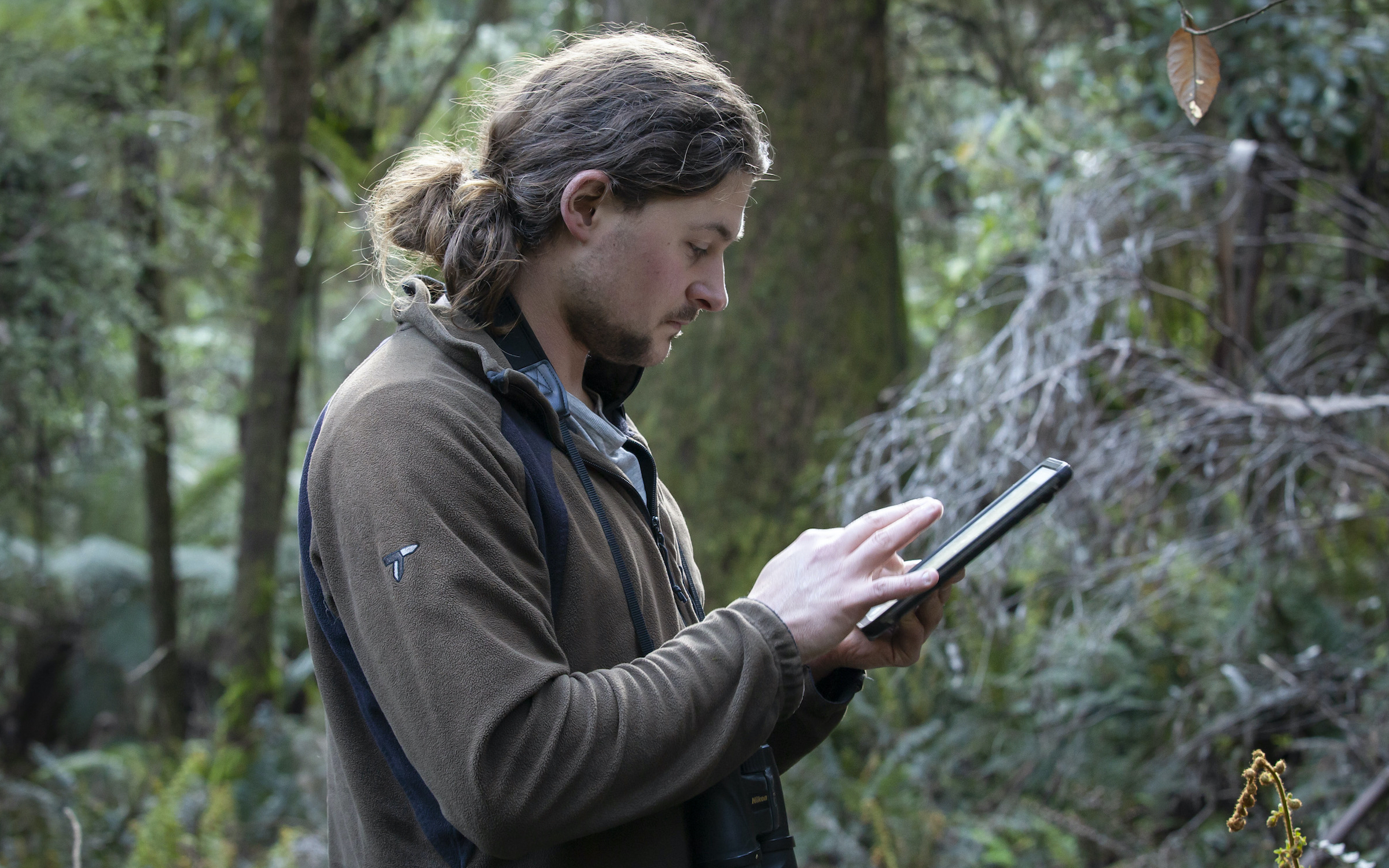 Researcher Alex Maisey keeps tabs on lyrebird behavior and productivity in Sherbrooke Forest, near Melbourne, Australia.