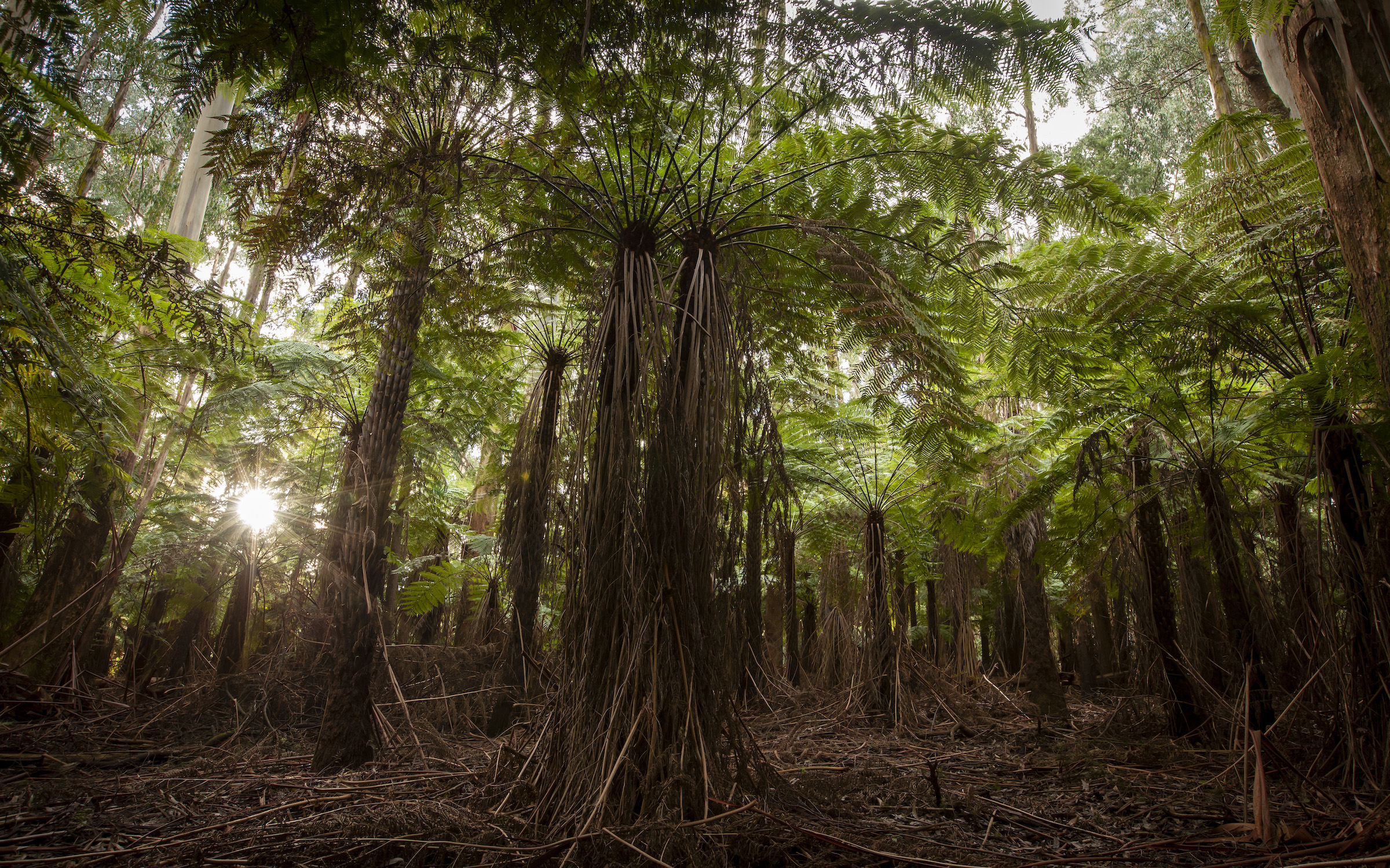 Afternoon sunlight passes through a grove of rough tree ferns in Sherbrooke Forest.