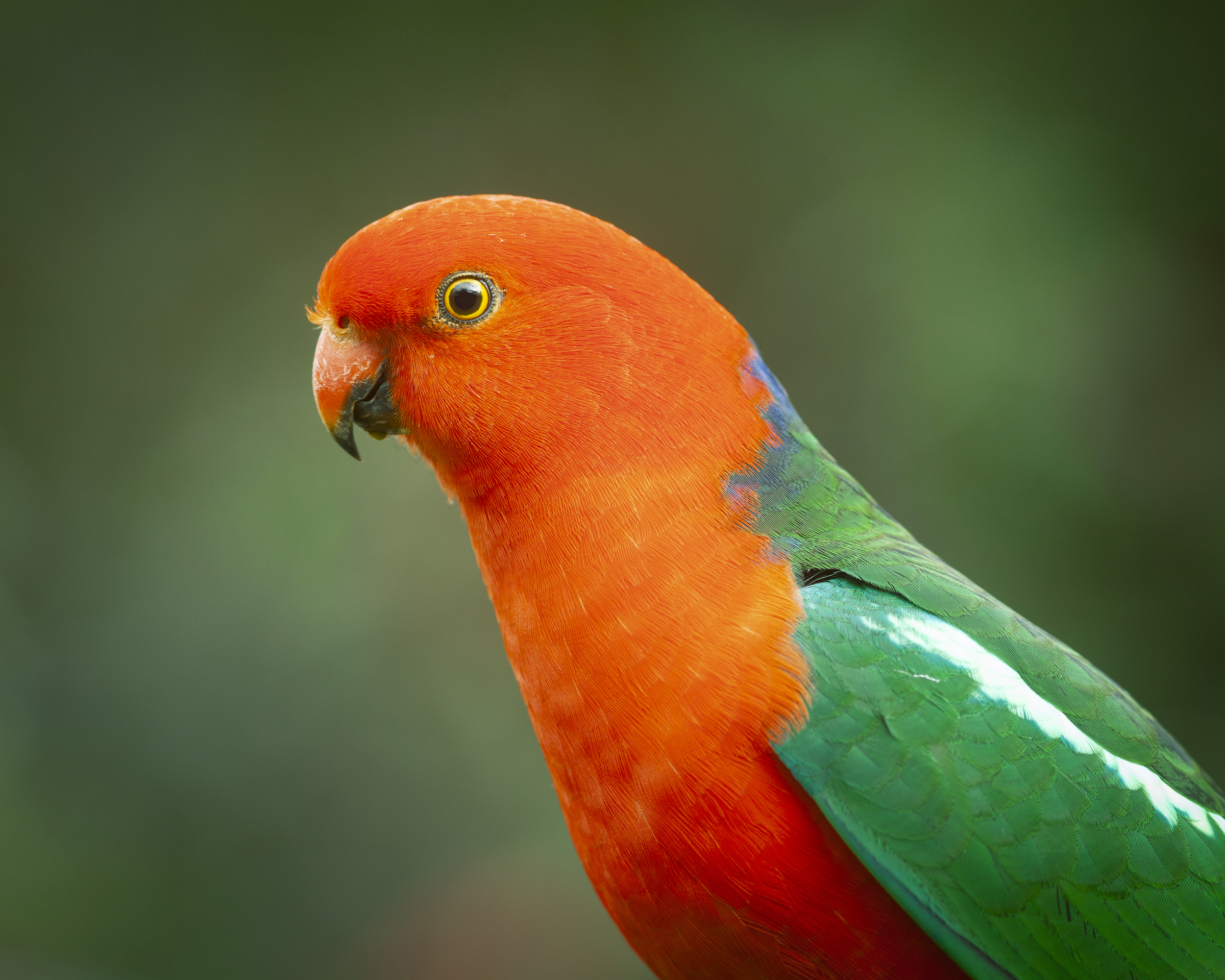 Lyrebirds sometimes mimic the alarm calls of many smaller birds, like this king parrot, to help drive off would-be predators.